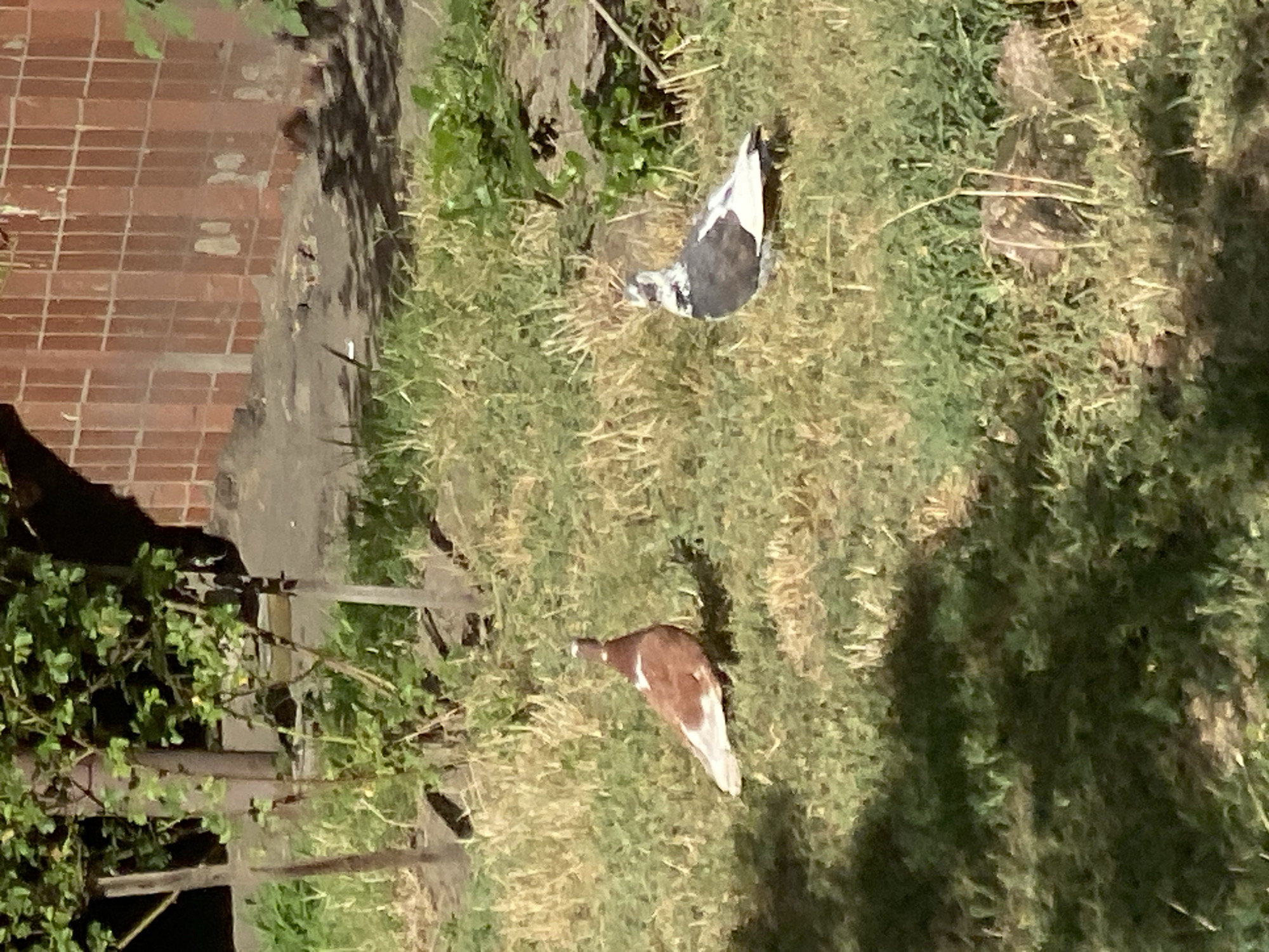 Two pigeons are present in a grassy, unkempt outdoor area. One pigeon, primarily brown and white, is positioned towards the left of the frame, facing away from the camera. To the right, a second pigeon with dark gray, white, and black plumage is visible, facing left. The background shows a brick wall with vertical divisions, indicative of a building, and some green foliage from a bush. The ground is covered in a mix of green grass and dry, yellowed vegetation. The lighting suggests it is daytime, with shadows cast across the ground.
