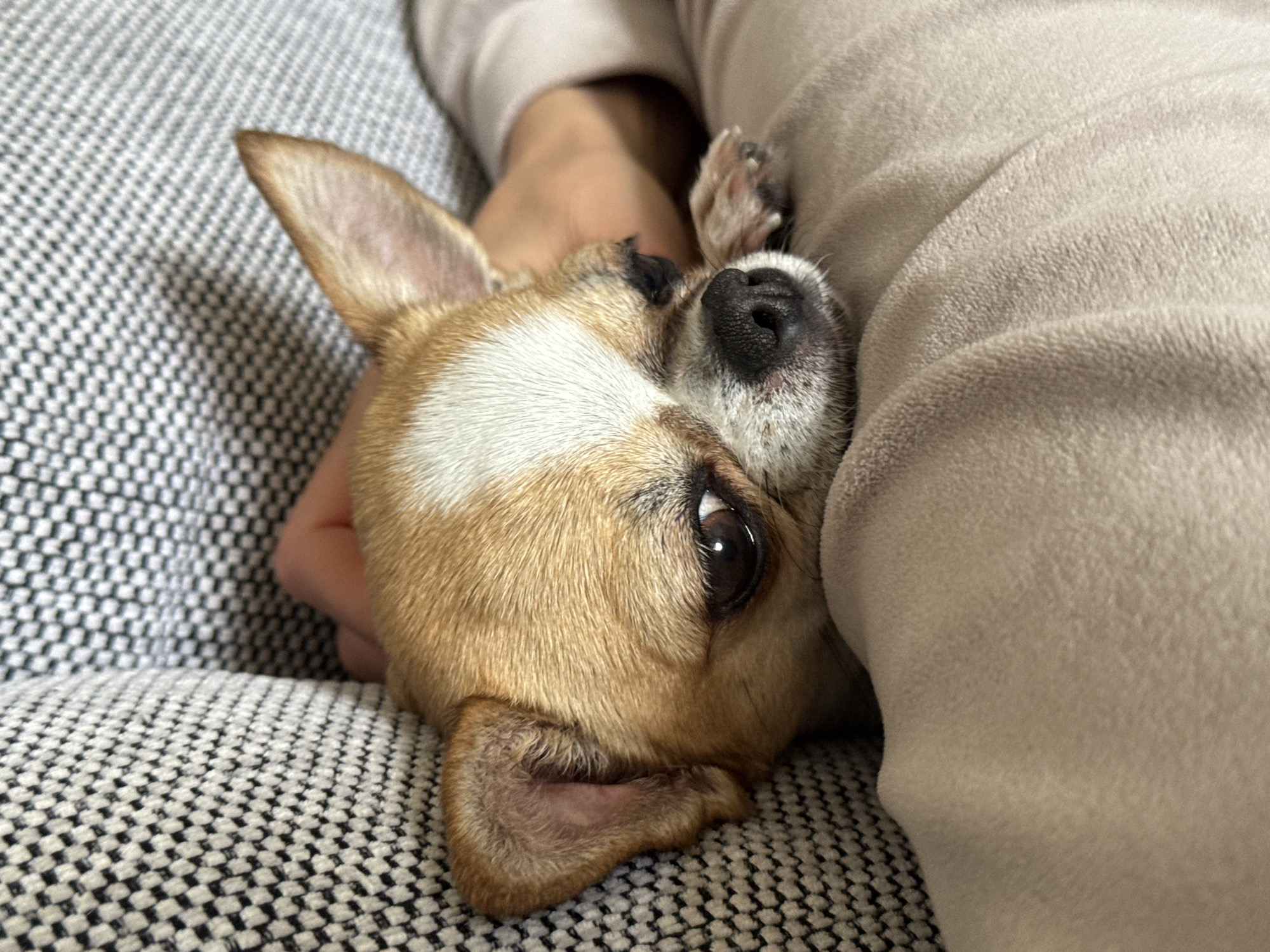 A small, light-brown and white Chihuahua dog lies on its side on a gray and white checkered patterned couch or cushion. The dog's head is turned upwards towards the camera, revealing one large, dark brown eye and a black nose. A person's arm and hand rest near the dog's head, suggesting a close interaction. A beige-colored blanket or clothing item is draped over the dog's body, providing warmth or comfort. The environment appears to be a domestic setting, likely inside a home. There is no information to suggest the location in Berlin, Germany.