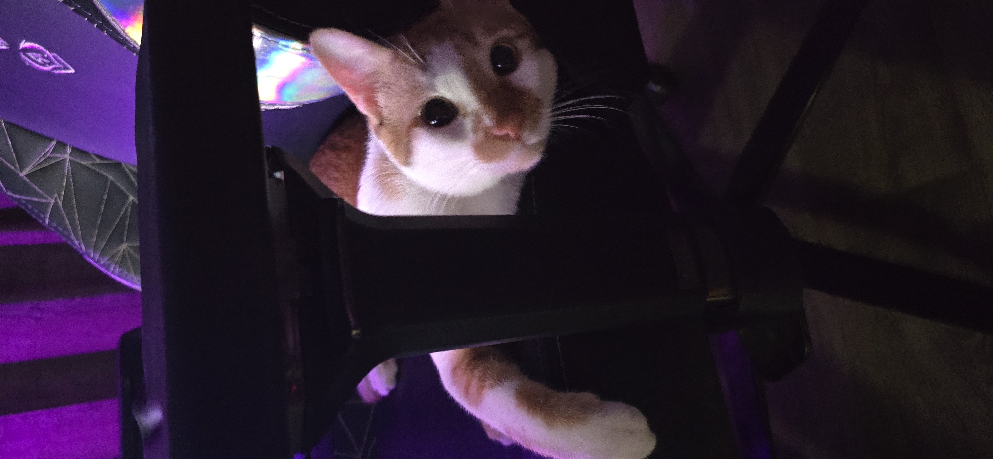 An orange and white cat is in a black gaming chair. The cat's head and one paw are visible. Part of the chair is illuminated with purple lighting. The background is dark and indistinct. The image was not taken in Burgas, Bulgaria.