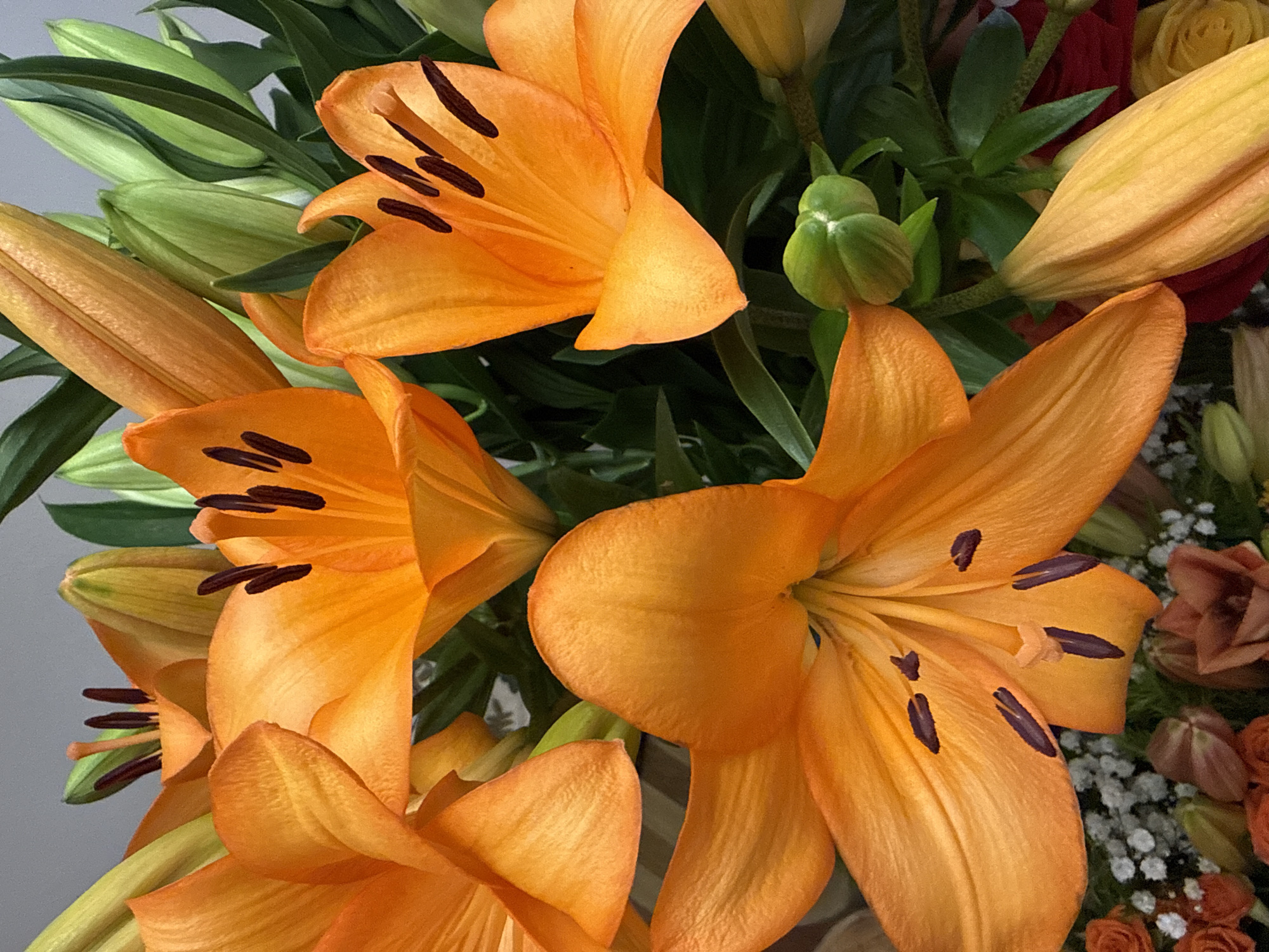 The image displays a close-up view of a bouquet of vibrant orange lilies and their green buds against a neutral grey background. The lilies are the dominant subject, with several fully opened flowers showcasing their prominent stamens and pistils. The petals are a rich, saturated orange, with some appearing slightly curled or ruffled. Numerous green lily buds, some tightly closed and others partially open, are interspersed among the flowers and foliage. The overall impression is one of natural beauty and abundant bloom. There is no indication of a city or specific location within the image.