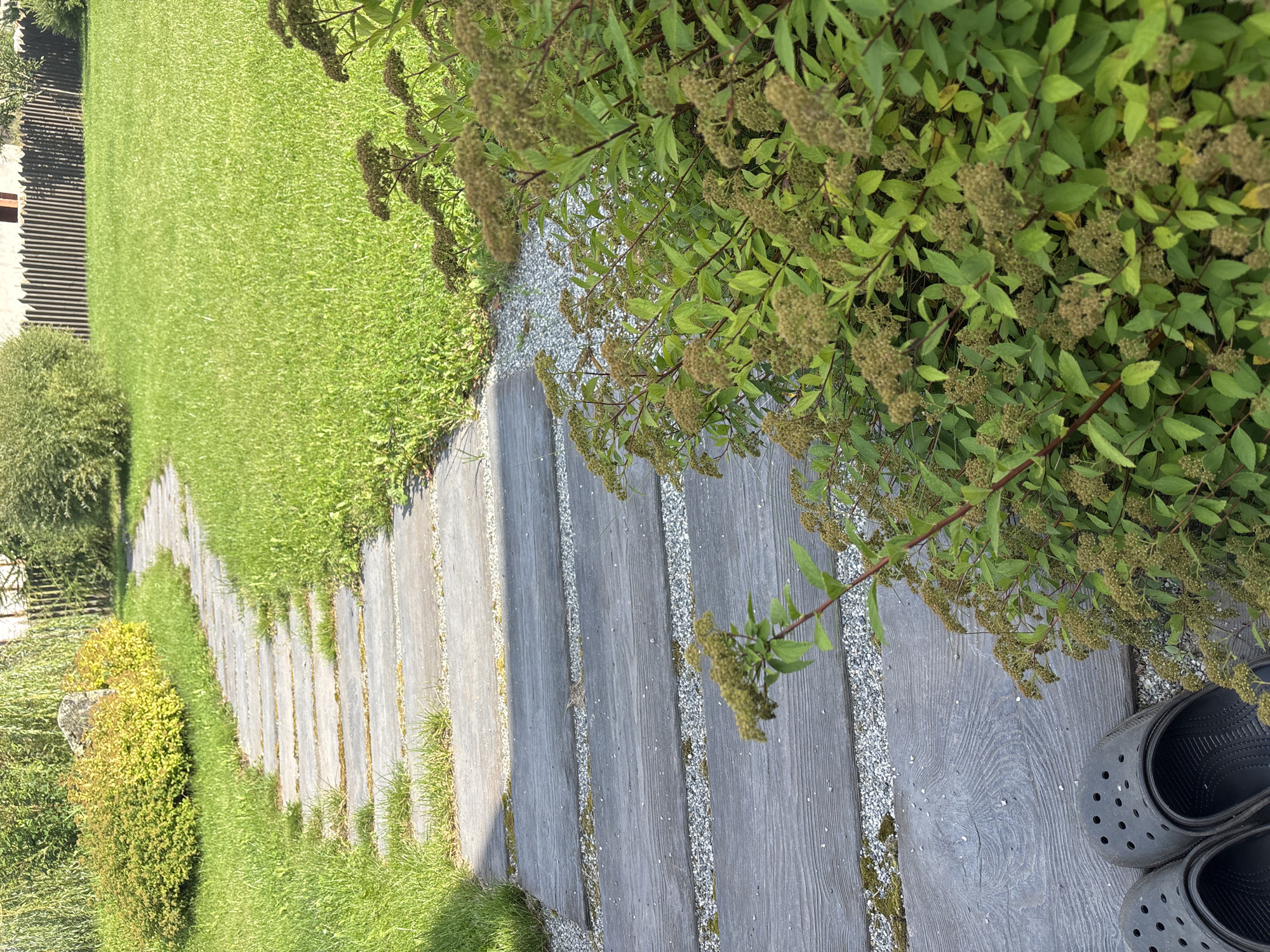 A close-up, eye-level outdoor shot captures a winding garden path made of weathered wooden planks interspersed with gravel. Lush green grass borders the path on the left, with a vibrant yellow-green bush and a large grey stone situated further along. To the right, a dense, green shrub with numerous small, brown, budding flower clusters dominates the foreground. In the lower left corner, a pair of black Croc-style shoes rest on the path. The background reveals a neatly mown lawn stretching towards a wooden fence and trees. The scene appears to be a residential garden in Zvenigorod, Russia, characterized by natural elements and simple landscaping.