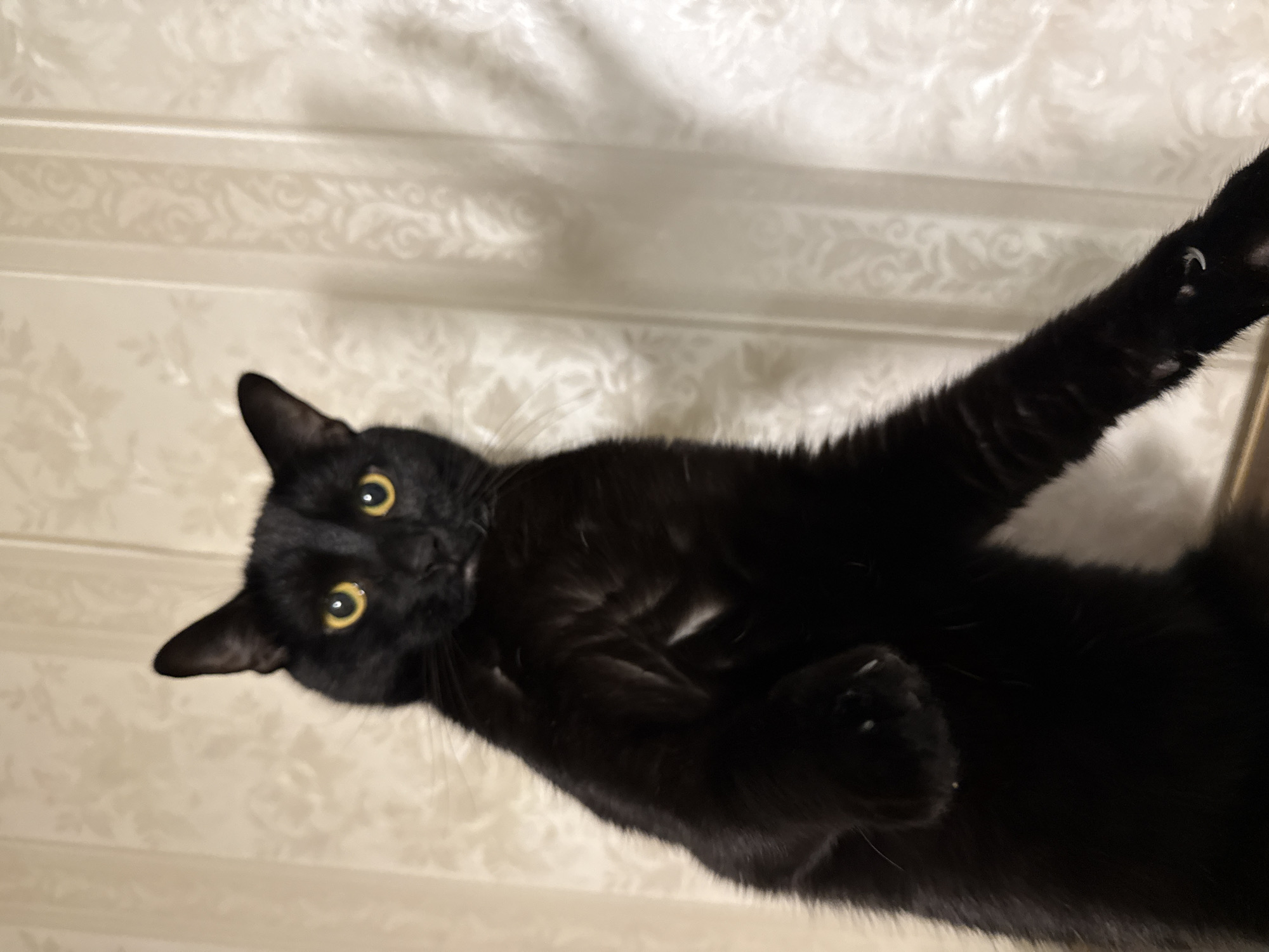 A black cat with yellow eyes is positioned in the foreground of the image. The cat is looking directly at the camera, with its head tilted slightly to the left. Its body is mostly black, with a patch of white fur on its chest. The cat's front paws are extended upwards, with one paw resting on a surface. The background consists of a wall with vertical lines and a patterned texture. The lighting is dim, casting shadows on the wall behind the cat. There is no visible indication of the cat's location in Khimki, Russia.
