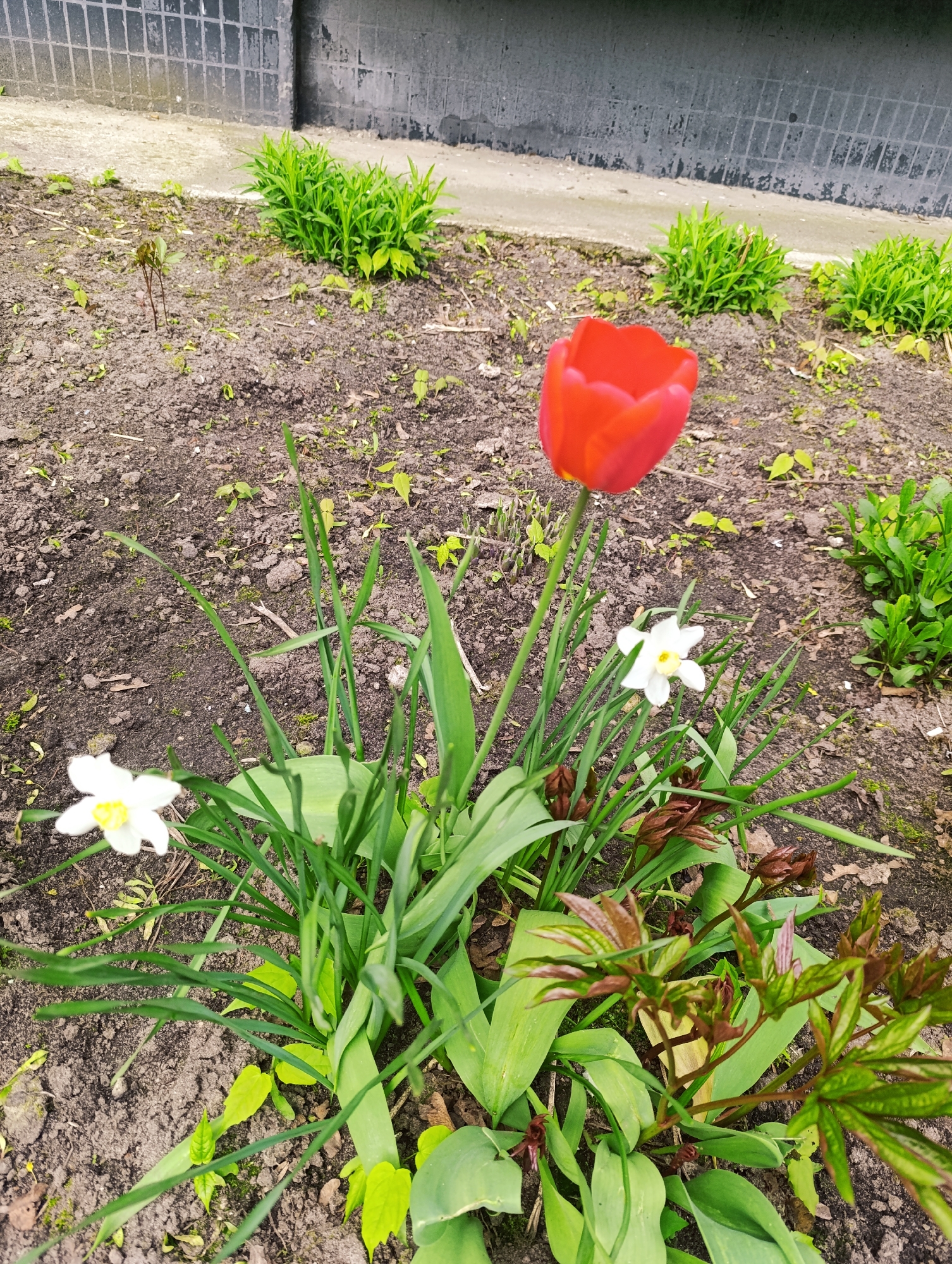 The image shows a garden bed in an urban area, possibly in Unknown. In the foreground, there's a cluster of flowers including a single red tulip, two white daffodils, and some green plants. Surrounding the plants is bare earth. In the background, there are green plants growing near a wall, which appears to be constructed of dark gray and light gray stone.