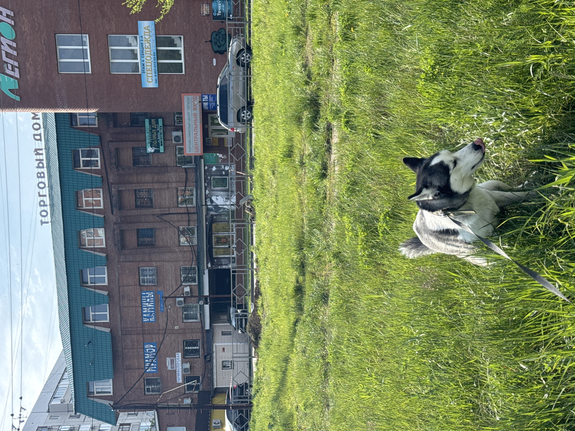 A rotated outdoor scene shows a black and white husky lying in green grass on a leash. Behind the grass is a brick building with several signs in Russian, including "ТОРГОВЫЙ ДОМ ЛЕГИОН", "СПЕЦОДЕЖДА", and "ЦЕНТРАЛЬНЫЙ ВХОД". A silver SUV is parked in front of the building.