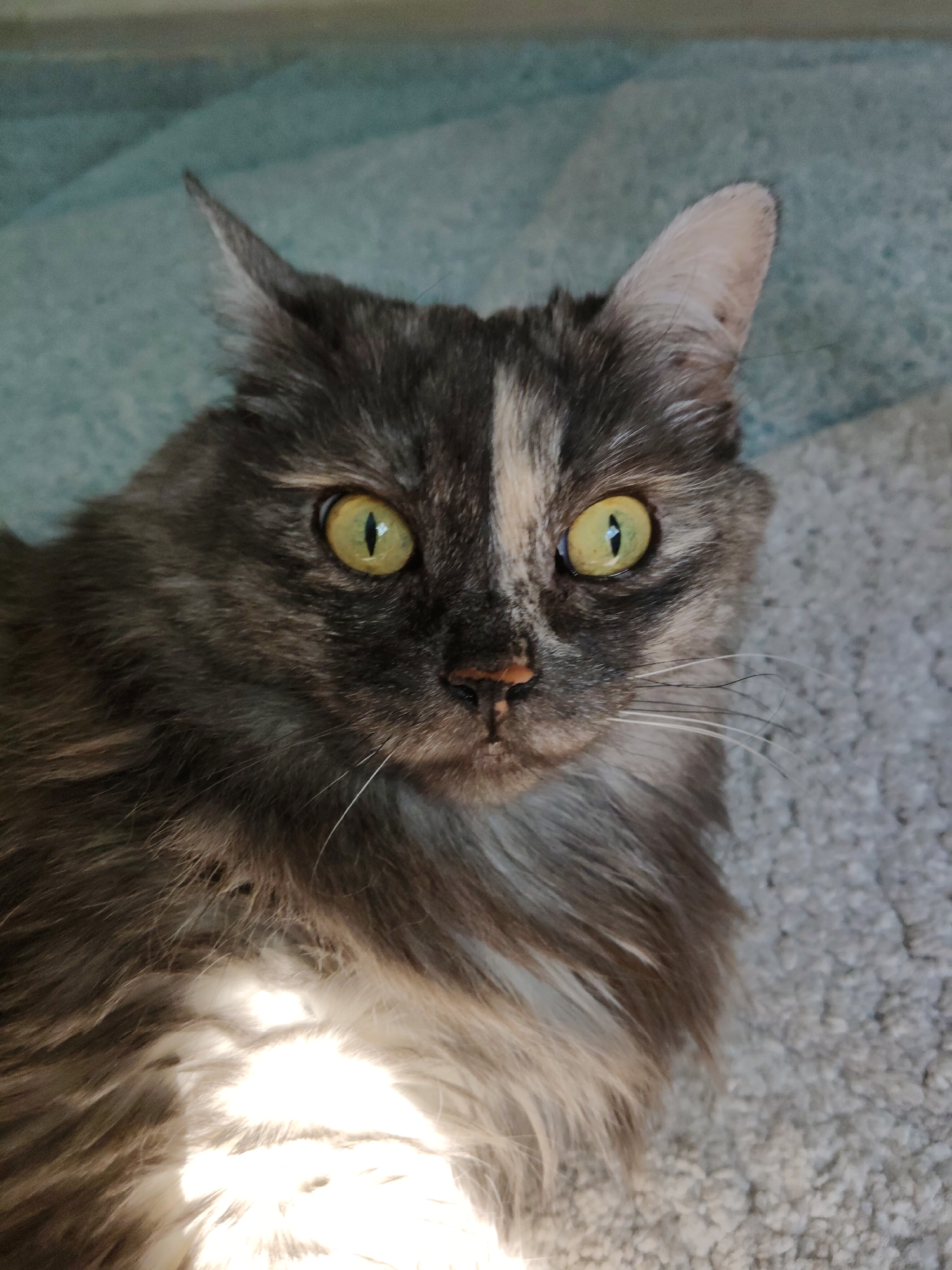A tortoiseshell cat with striking yellow-green eyes is captured in a close-up shot. The cat's fur is a mixture of dark grey, brown, and white, with a distinct white patch on its forehead. Its eyes are wide open, and its gaze is directed at the camera. The cat appears to be resting on a soft, textured surface, possibly a blanket or rug, with a light blue textured background behind it. The lighting suggests an indoor environment with sunlight streaming in from the side, creating a bright highlight on the cat's chest. The image does not provide any information about the city of Bol'shoye Kozino, Russia, or any human presence.