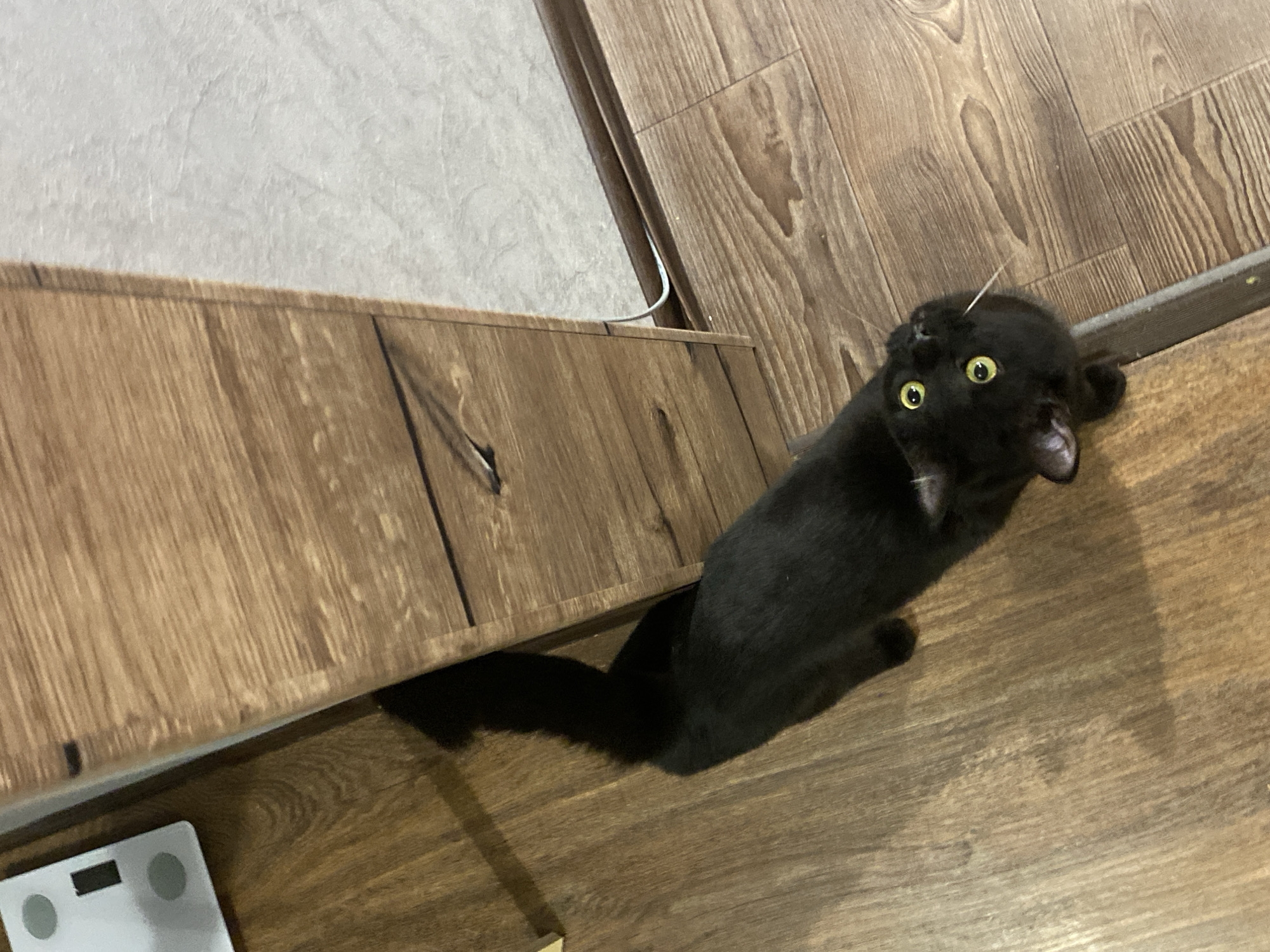 A black cat is looking upwards with wide, yellow-green eyes. The cat is positioned on a wooden floor next to a wooden cabinet or dresser. The floor has a light brown, wood-grain pattern. A white digital scale is visible in the lower left corner of the frame. The scene is indoors and appears to be in a home. It is not possible to determine the location within Izhevsk, Russia from the image.