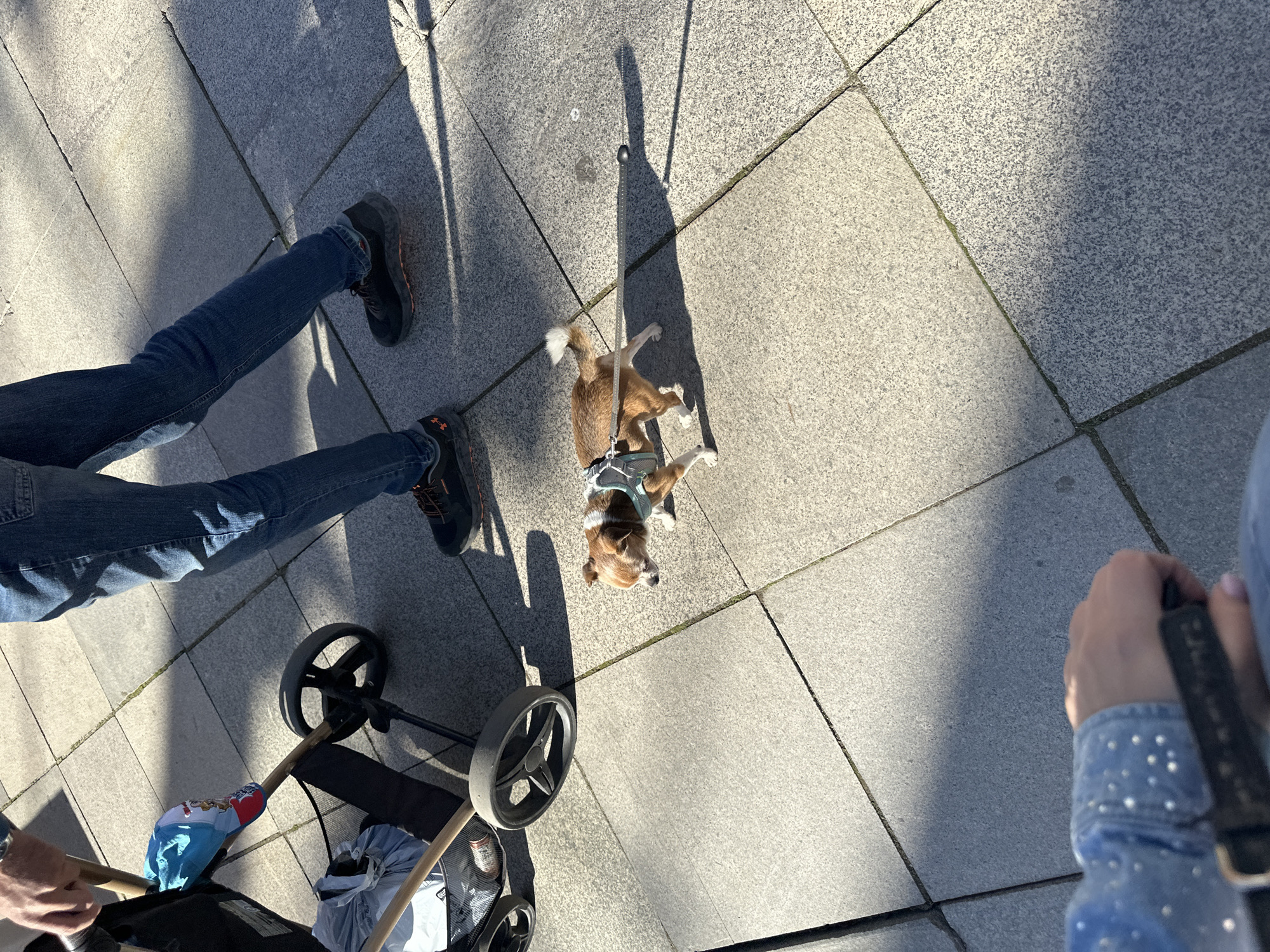 A high-angle shot depicts a sidewalk composed of large gray stone tiles, possibly in Sofia, Bulgaria. A small dog wearing a harness is centered, casting a sharp shadow to the left. To the left of the dog are legs wearing blue jeans and black running shoes, and the lower portion of a black baby stroller is visible. To the right of the dog, a hand in a light blue, studded denim sleeve holds a black object. The scene is brightly lit with strong shadows.