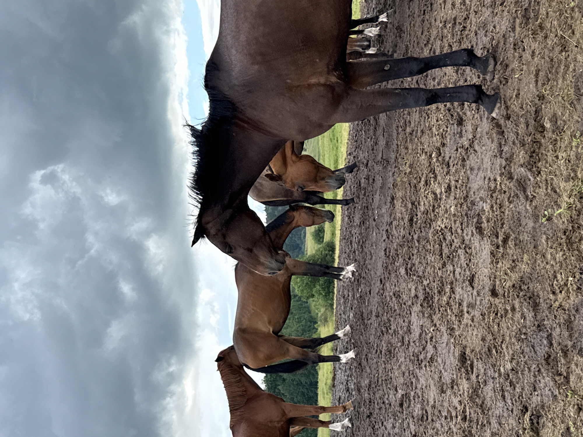 In Galinė, Lithuania, on a cloudy day, a herd of horses stands in a muddy field. The horses are of various brown and dark brown shades, with some having white markings on their legs. Their manes are dark and some are windswept. The ground is churned up mud, indicating recent rain or activity. In the background, there is a line of green trees and a patch of blue sky visible through the clouds. The overall scene depicts a natural, rural environment.