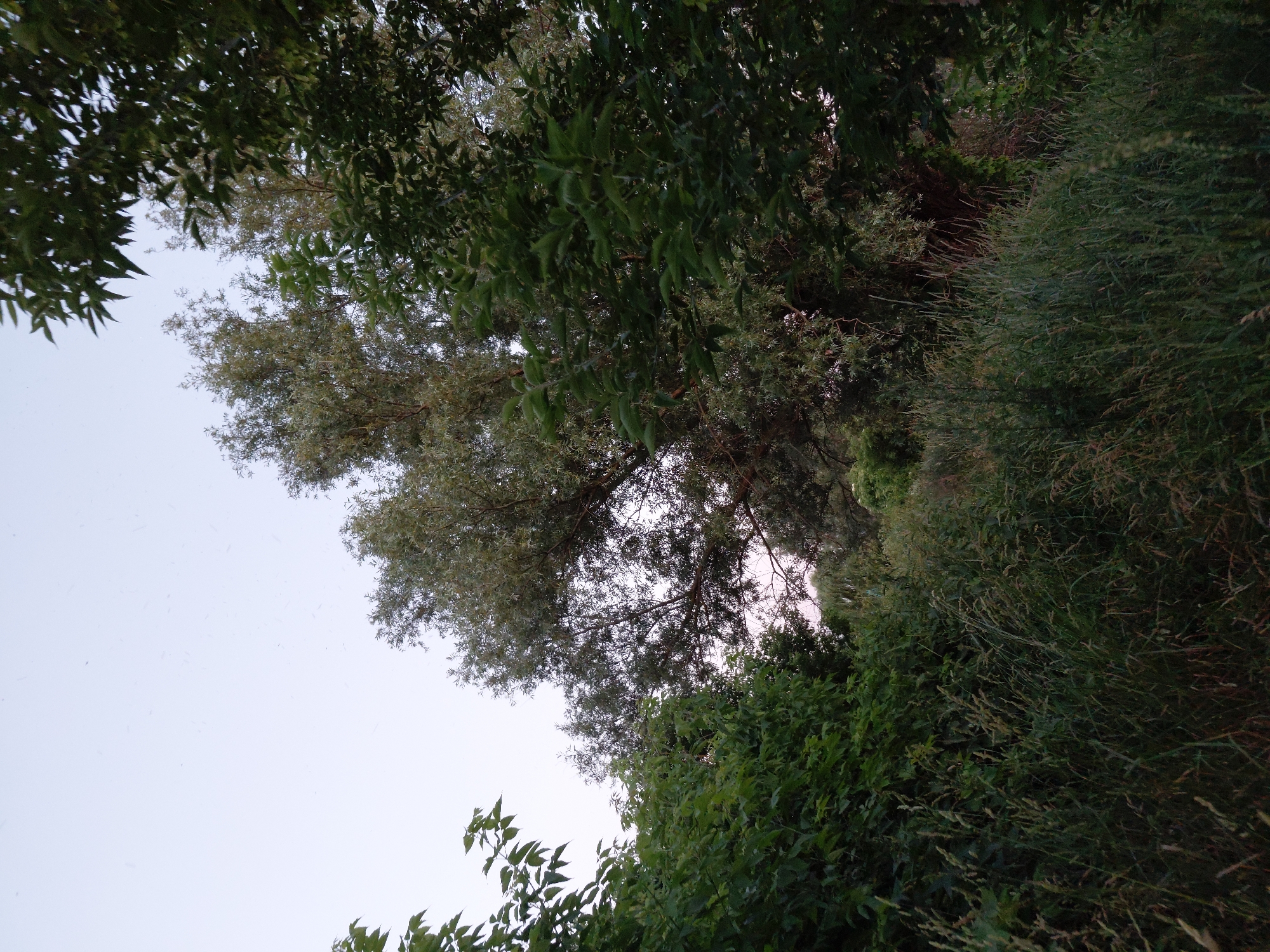 This image, taken in Ustyvytsia, Ukraine, captures a dense, natural landscape dominated by lush greenery and tall trees. The foreground is filled with thick, wild grass and various plants, some of which are dried and brown, suggesting late summer or early autumn. Behind the grass, a variety of trees are visible, with some bearing green leaves and others showing a lighter, silvery-green foliage. The tree canopy is dense, with branches intertwining. The sky above is a pale, overcast hue, with a faint hint of pink or purple suggesting twilight or early morning. There are no people or man-made structures evident in the frame, indicating a secluded, natural environment. The overall impression is one of untouched wilderness.