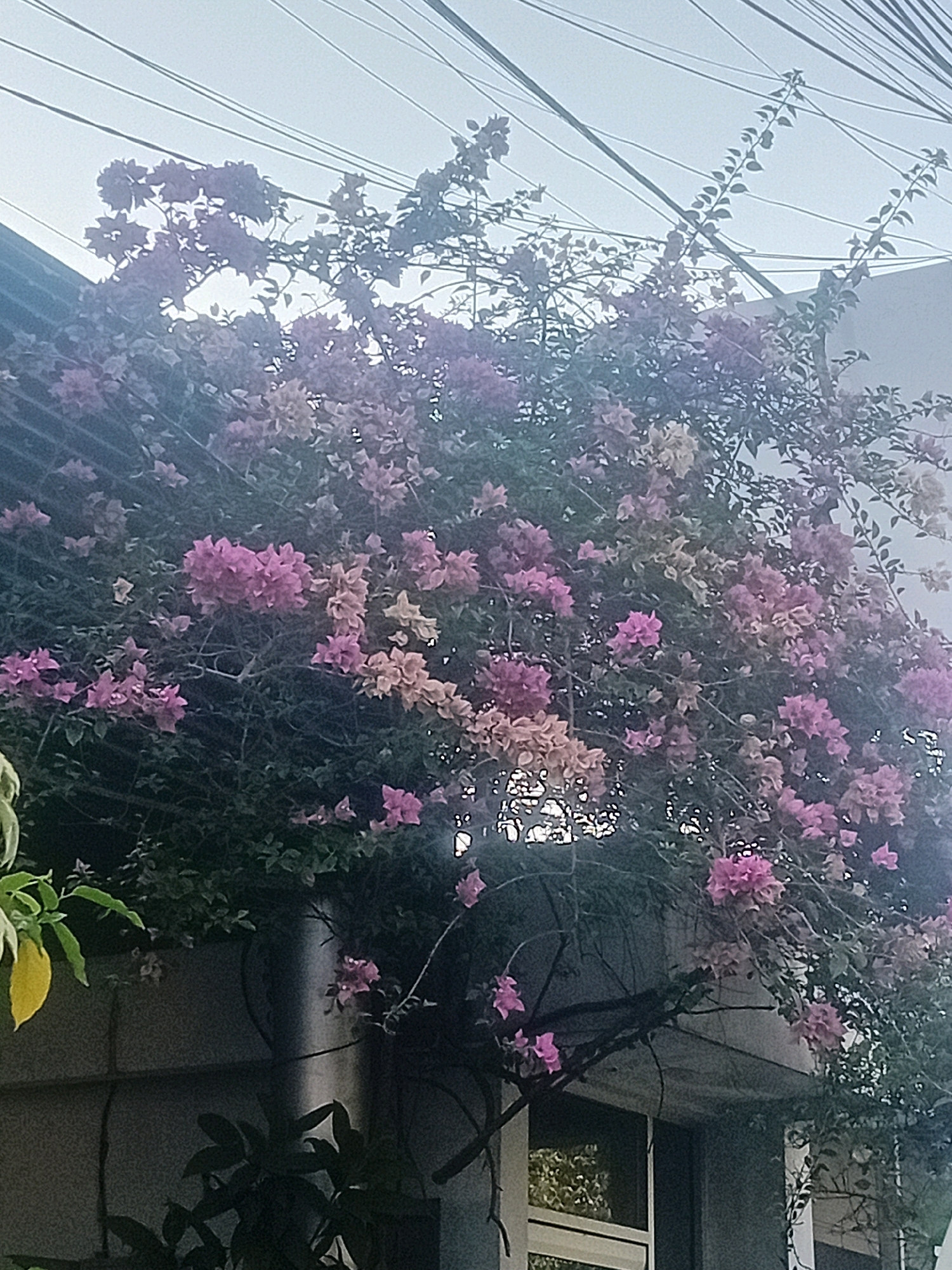 A cluster of blooming bougainvillea plants with pink and light orange bracts is draped over a wall and appears to be growing near a building. The plants are dense, with many flowers and green leaves. Above the plants, numerous electrical wires are strung across the frame against a hazy sky. The scene is likely located in a residential area in Glantengan, Indonesia, suggested by the presence of overhead wiring commonly found in such locations. The perspective is slightly upward, looking at the flowering plants from below.