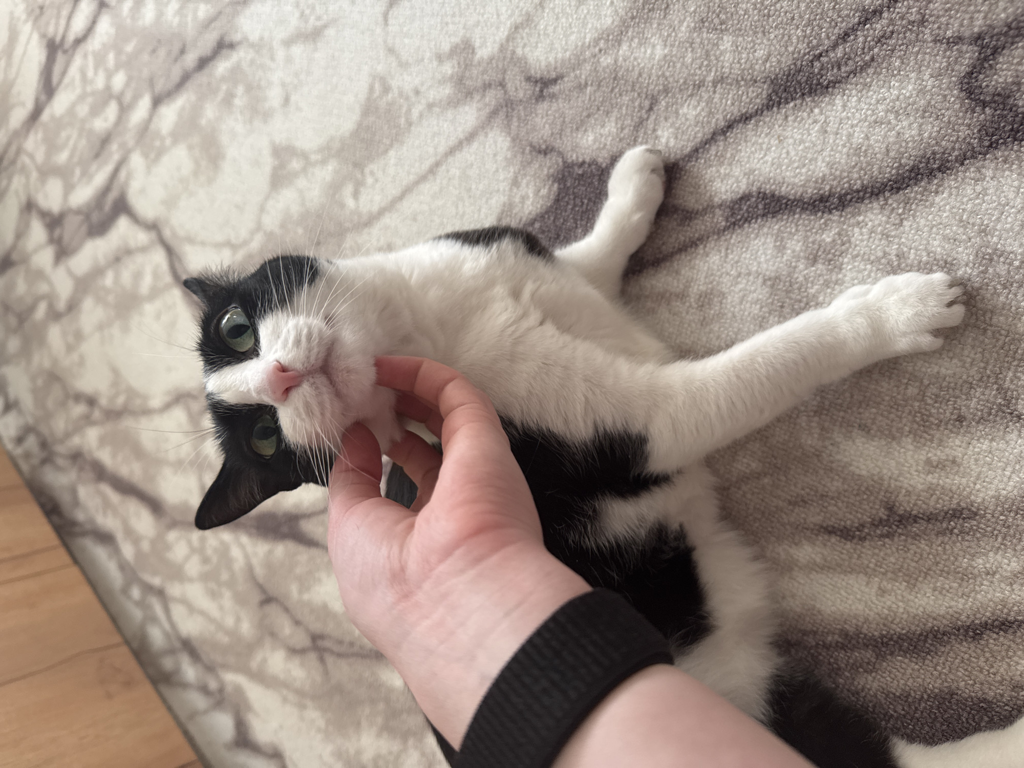 A black and white cat lies on a beige rug patterned with gray swirls. A person's hand is touching the cat's chin. The person wears a black wristband. No location information is discernible from the image.