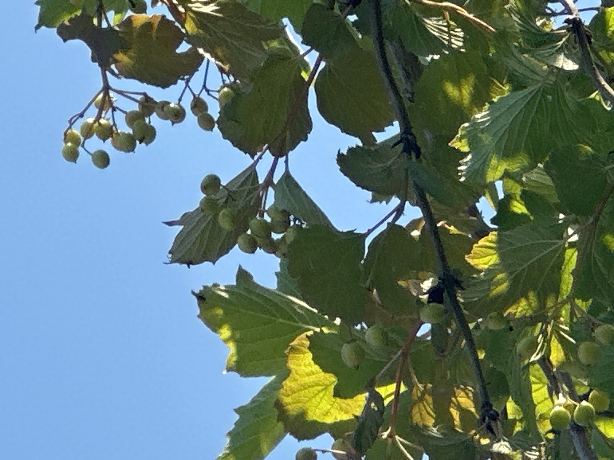 This image captures a close-up view of branches and leaves of a tree against a clear blue sky. The leaves are green, some are tinged with yellow where sunlight is filtering through them, and they have a serrated edge. Small, round, green berries are visible on some of the branches. The scene is illuminated by sunlight, creating highlights and shadows on the foliage. The image appears to be taken outdoors, possibly in a natural setting or a park. There are no people or discernible structures visible in this particular frame, suggesting it focuses solely on the botanical elements. The location in Khlypnivka, Ukraine, implies this is a snapshot of the local flora.