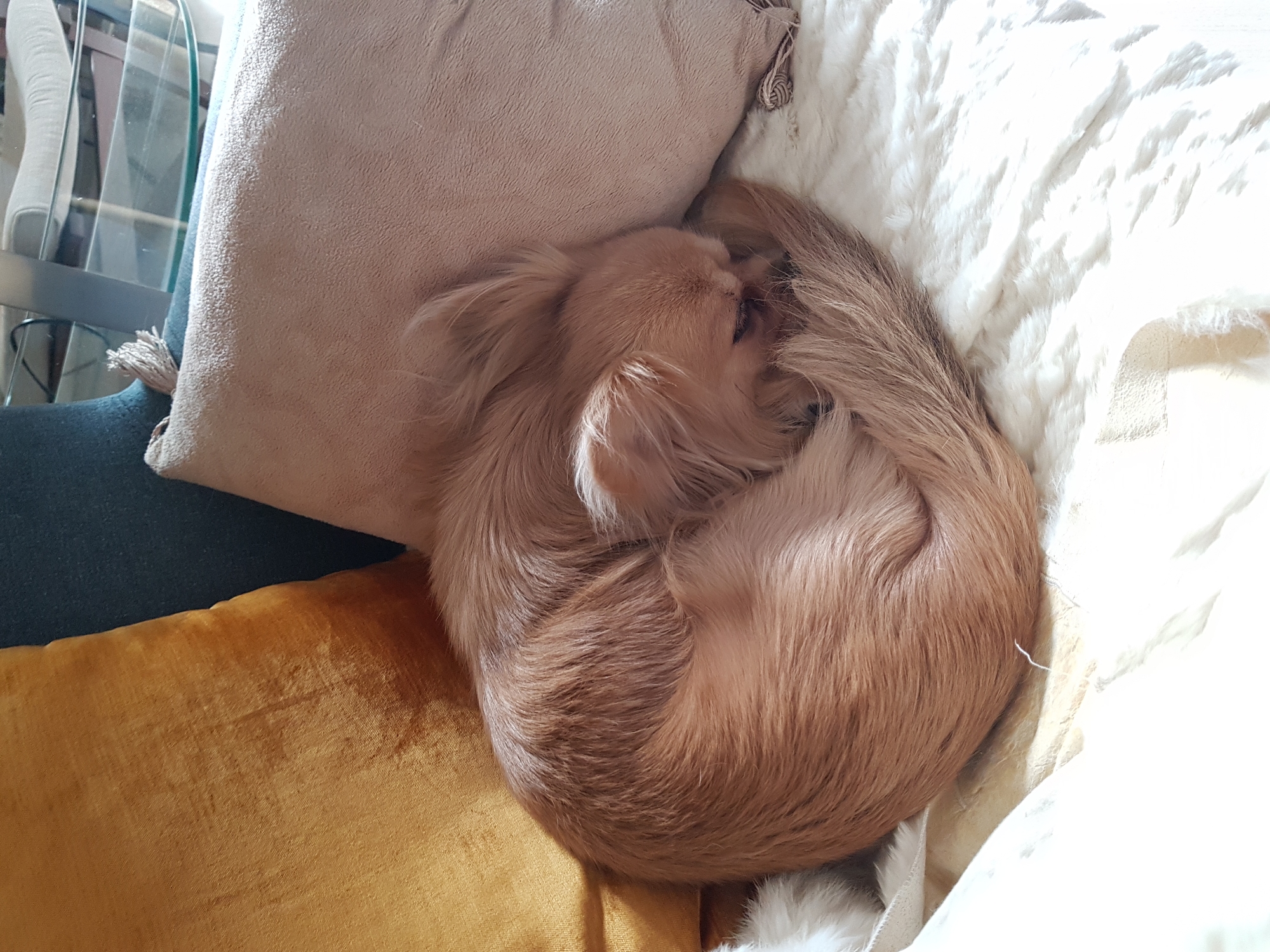 A small, light brown, long-haired dog is curled up asleep on a pile of cushions and blankets. The cushions are a light brown velvet, a gold velvet, and an off-white faux fur. The blankets are off-white and fluffy. The dog's tail is curled around its body. The scene appears to be indoors in a domestic setting. The location in Saint Petersburg, Russia, cannot be determined from the provided image.