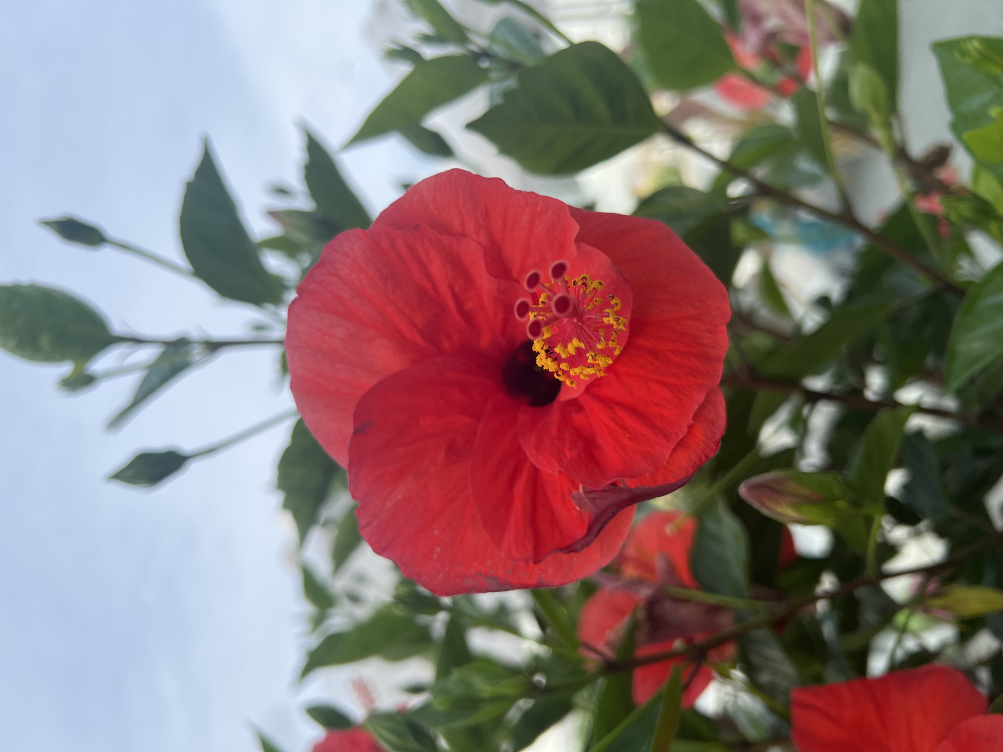 A close-up, slightly angled, outdoor, eye-level shot features a vibrant red hibiscus flower in full bloom. The flower's delicate petals, a rich crimson hue, unfurl to reveal a dark center and a prominent stamen tipped with yellow pollen. To the left and right of the central bloom, other hibiscus flowers, some also red and some appearing white or pale pink, are visible in softer focus. Lush green leaves and unopened buds create a dense backdrop. The background is a hazy, pale blue sky, suggesting an overcast or bright, diffused daylight condition. The overall impression is one of natural beauty and the tranquility of a blooming garden. This image was taken in Alanya, Turkey.
