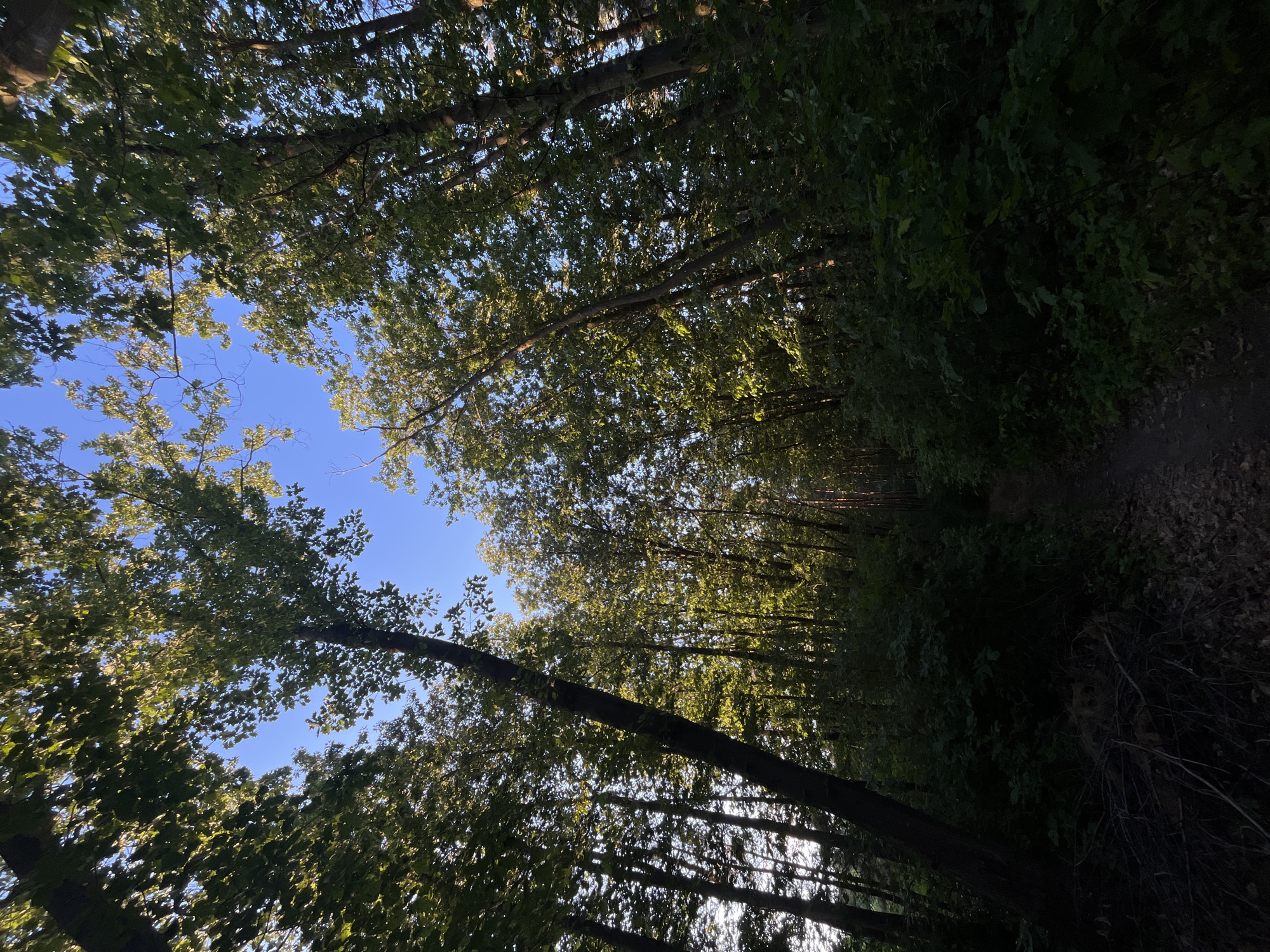 The image shows a view looking up at a canopy of tall trees with sunlight filtering through the leaves against a clear blue sky. A narrow dirt path is visible winding through the dense undergrowth, suggesting a natural or park-like setting. The trees are lush with green foliage, and the overall scene conveys a sense of natural beauty and tranquility. The location is identified as Briukhovychi, Ukraine. There are no people or animals visible in the image, nor any man-made structures apart from the path. The lighting suggests it is daytime, possibly late afternoon or early morning due to the angle of the sun.