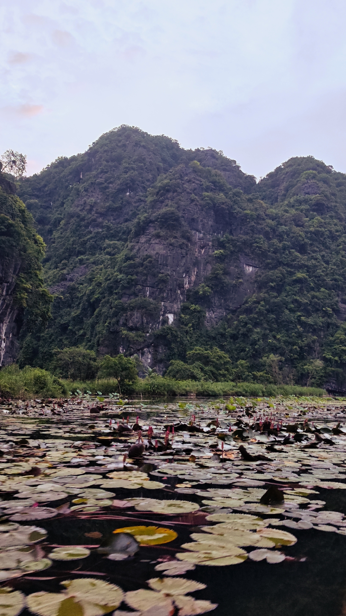 The image depicts a scenic view of a body of water covered in lily pads and lotus flowers, with lush green mountains in the background. The water surface is dark and reflective, with numerous lily pads of varying shades of green and yellow floating on it. Clusters of pink lotus flowers and buds are also visible, adding vibrant pops of color to the scene. The mountains, heavily vegetated with trees and shrubs, rise steeply behind the water. The sky is overcast with a pale, diffused light. The scene appears to be in Nam Hoa Lư Ward, Vietnam, known for its karst landscapes and waterways. There are no people or animals visible in the image.