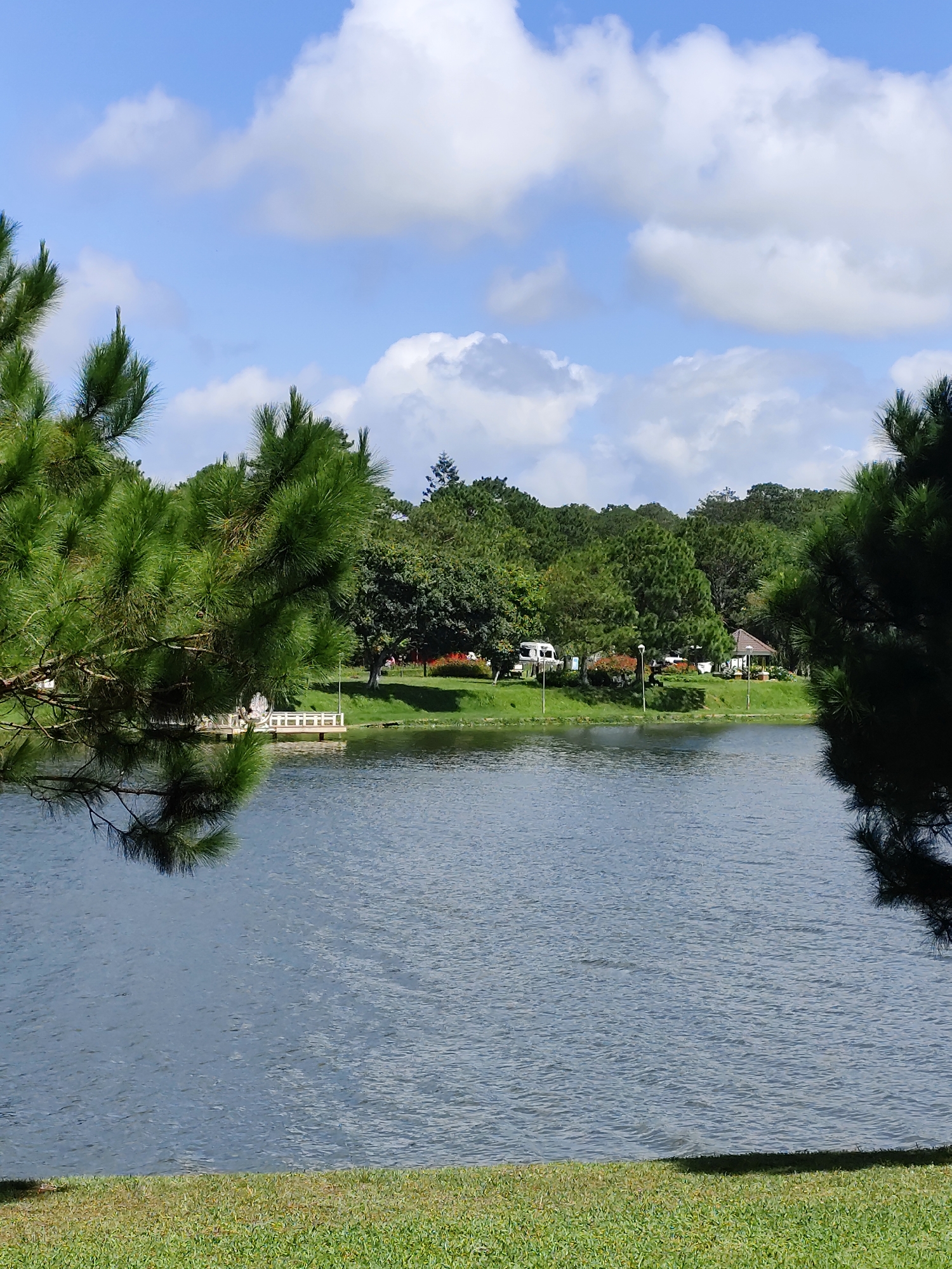 This image depicts a serene lake scene in Da Lat, Vietnam, likely from Xuan Huong Lake given its characteristic pine trees, gentle slopes, and recreational facilities. In the foreground, lush green grass meets the calm, rippling surface of the lake. Several large pine trees frame the view, with their needles casting shadows on the water and partially obscuring the distant shore.
Across the lake, a white wooden pier extends into the water, adorned with a small, white gazebo or shelter. Beyond the pier, a verdant, gently sloping lawn is dotted with trees, including a mix of broadleaf and coniferous varieties. A few white campers or RVs are visible parked on the grass, suggesting a recreational area. A small, brown-roofed pavilion or gazebo is also present, adding to the park-like atmosphere. The background is a dense forest of pine trees, reaching up towards a bright blue sky with scattered white clouds. The overall impression is one of natural beauty and tranquil recreation. There are no people clearly visible in the image.