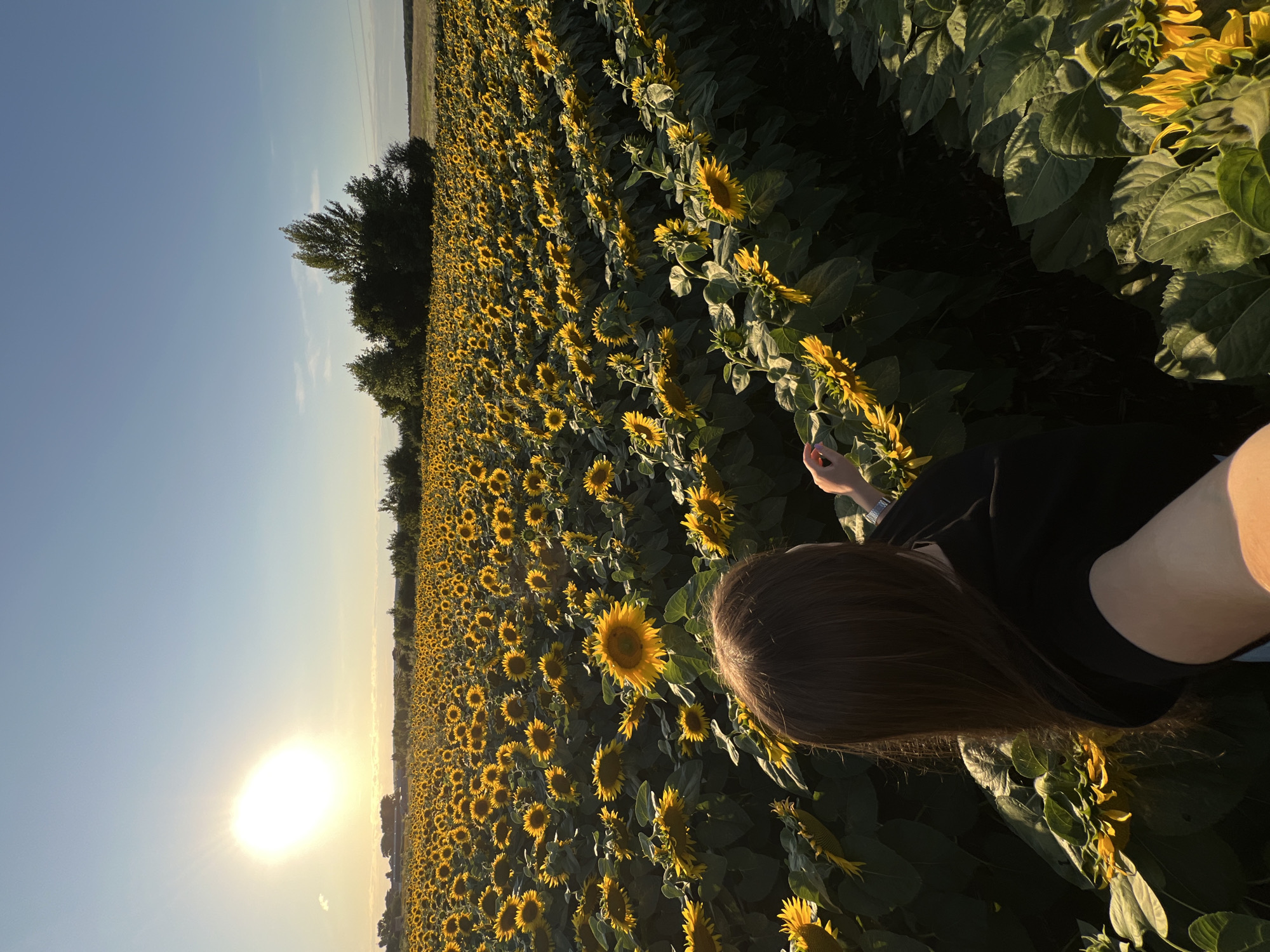 A medium shot captures a person from behind, facing a vast field of sunflowers under a clear blue sky. The sun, a bright orb, is positioned in the upper left quadrant, casting a warm, golden light across the scene. The person, with long brown hair and wearing a black top, is in the foreground, with their right arm extended as if taking a selfie or interacting with the plants. Their left hand is visible reaching towards the sunflowers. The field stretches out to the horizon, filled with rows of tall sunflowers, many with bright yellow petals and dark centers. The leaves are large and green, and the overall impression is one of natural beauty and abundance. Trees are visible in the distance, forming a dark line against the horizon. The image appears to be taken in Ostriv, Ukraine, given the information provided.