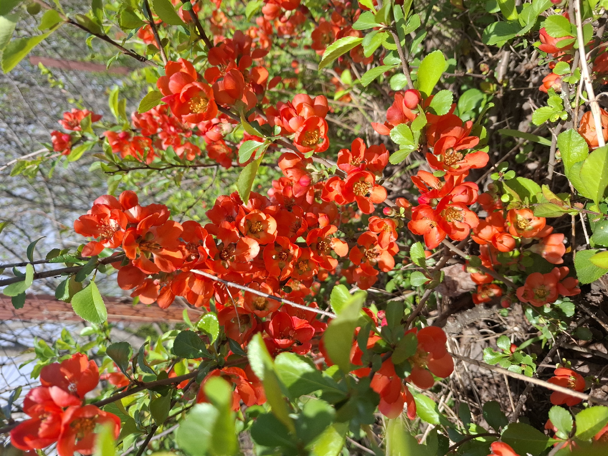The image shows a close-up view of flowering quince bushes (Chaenomeles) with vibrant red flowers and green leaves. The location is implied to be in the city of Khlevnoye, Russia. The bush is dense with flowers, and some branches are visible. The background is blurred, possibly showing more of the bush or surrounding vegetation. There are no people visible in the image.
