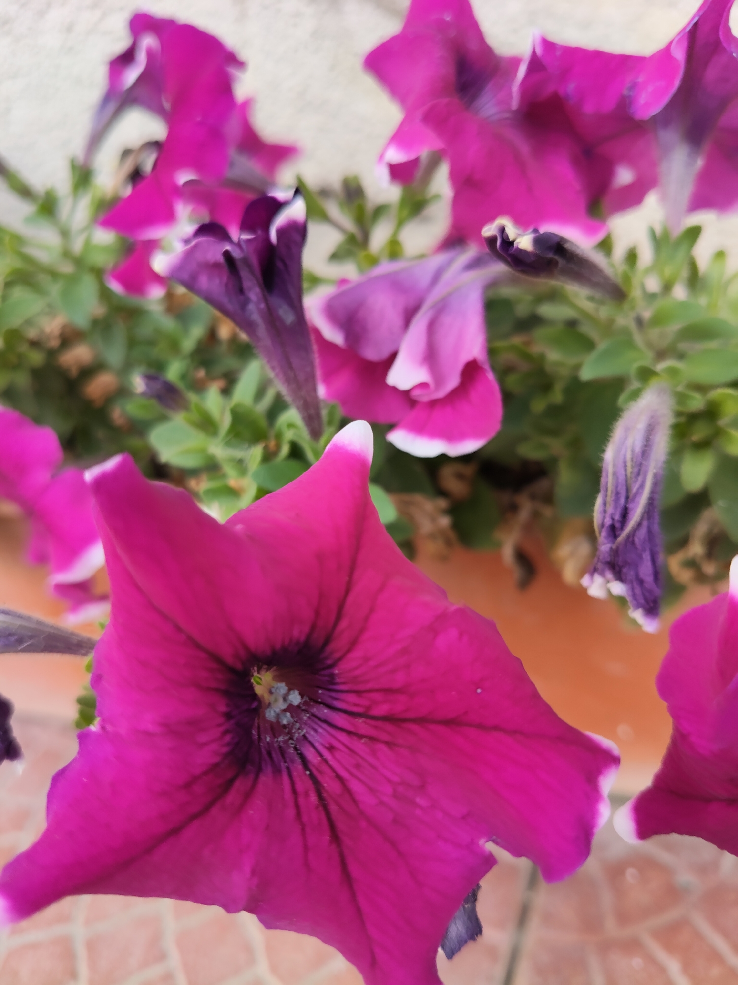 A close-up, outdoor, eye-level shot features several petunia flowers in various stages of bloom. The dominant flower in the foreground is a vibrant magenta petunia, its petals fanning out from a dark throat with fine black lines radiating outwards. Bits of pollen are visible in the center. Behind it, and slightly to the left, are other petunia blooms. Some are a deep purple, others a lighter pinkish-purple, and some are just buds, some showing signs of wilting. The flowers are set against a blurred background of green foliage and a light-colored wall or surface. The lower part of the image shows a tiled surface. The overall impression is of a lush floral display, likely in a garden or planter. The image is located in Gîrbova, Moldova.