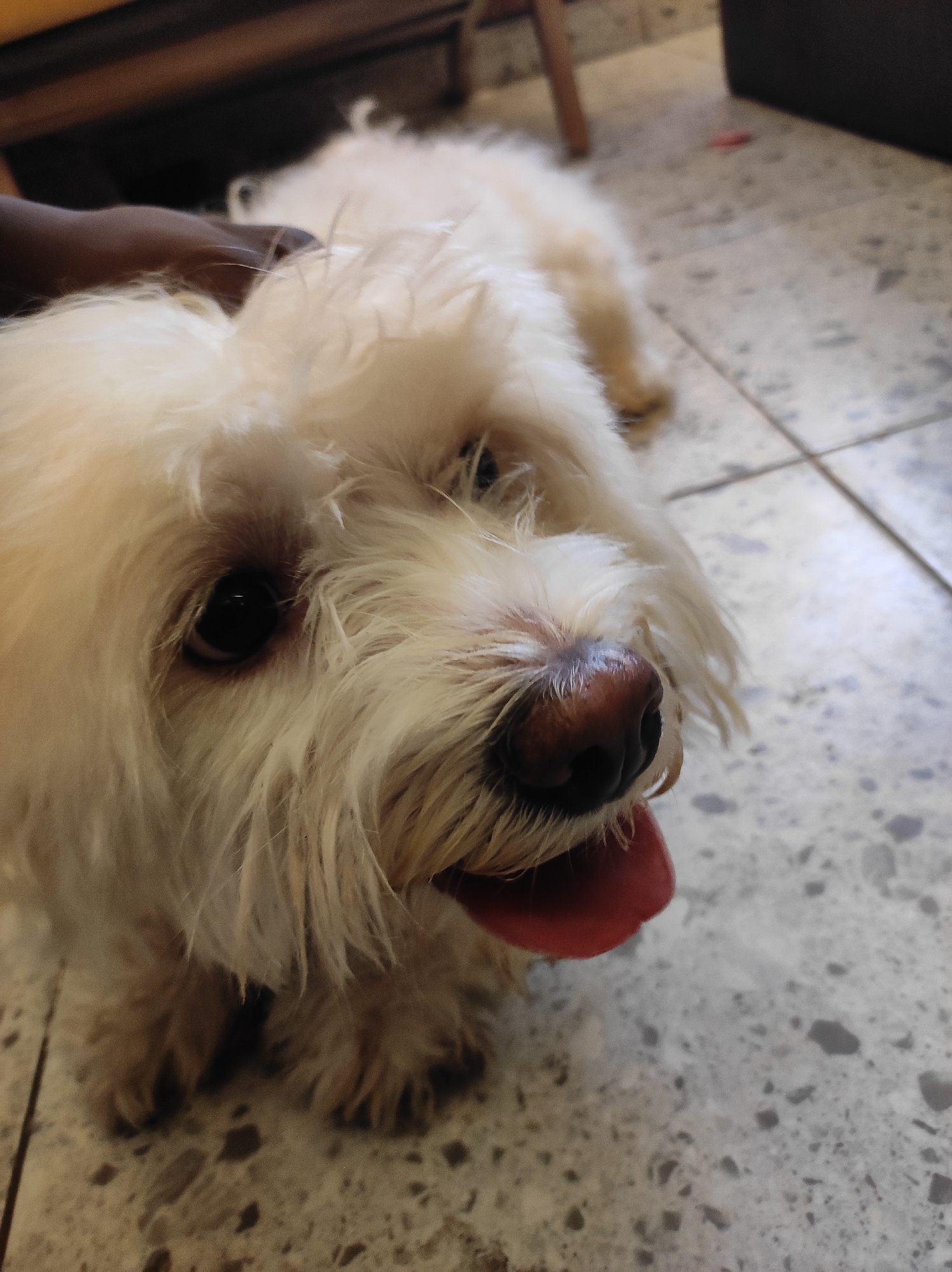 A close-up shot features a small, white dog with long, fluffy fur. The dog is lying down on a tiled floor, with a dark-skinned hand resting on its head. Its tongue is sticking out, suggesting it might be panting. The surroundings suggest an indoor environment, potentially a home. There are no indications of it being located in Abuja, Nigeria.