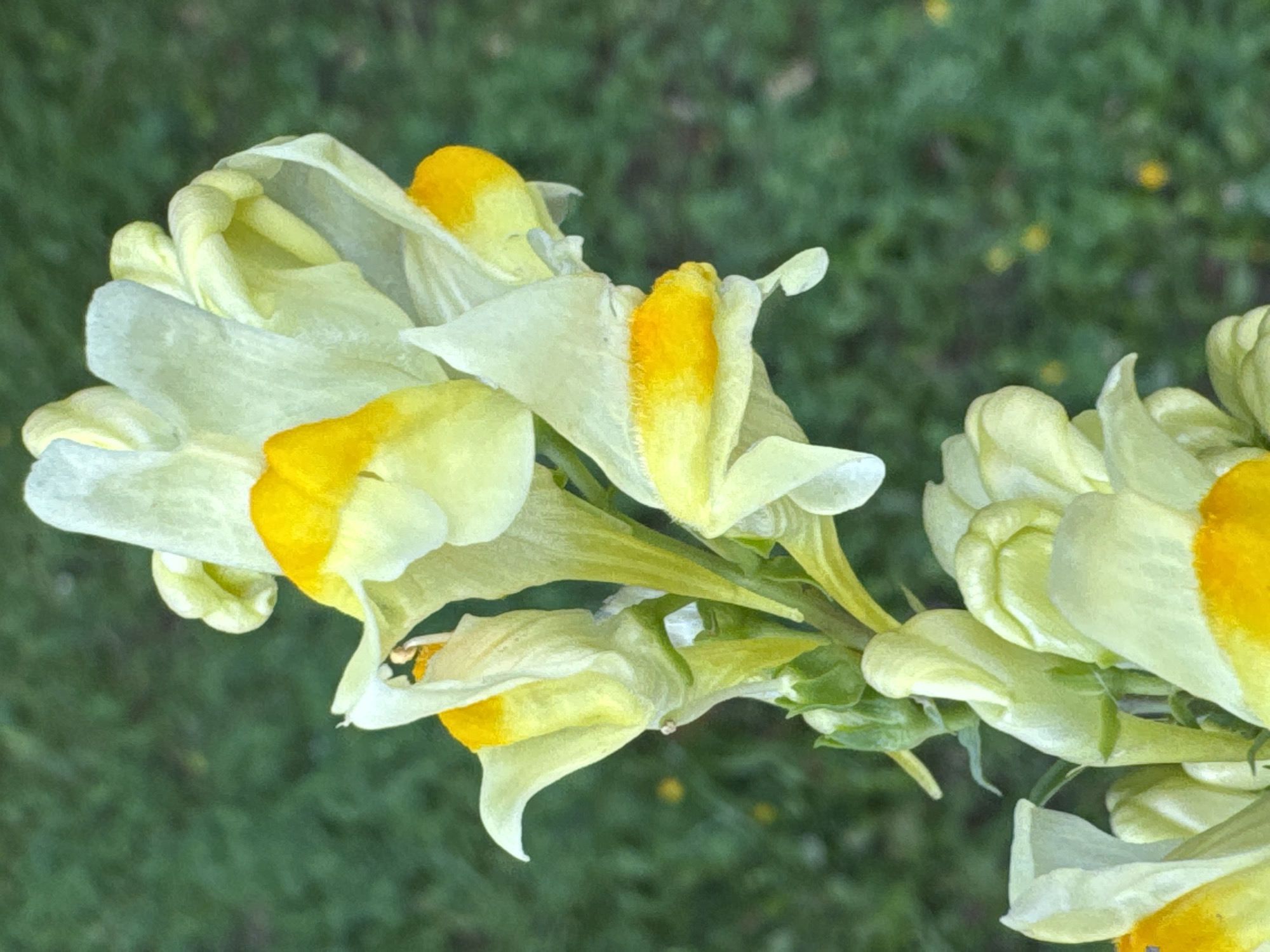 A close-up, high-angle shot shows a cluster of pale yellow and white snapdragon flowers with bright yellow throats, blooming on a green stem. The flowers are in various stages of bloom, with some fully open and others still in bud. The background is a soft, out-of-focus blur of green grass, with a few small yellow dots that might be other flowers or debris. The overall impression is one of vibrant natural beauty. This image was taken in Ufa, Russia.