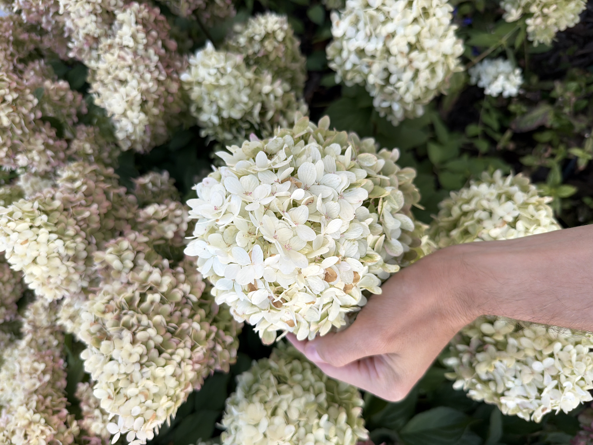 In the city of Astana, Kazakhstan, a close-up shot focuses on a cluster of white hydrangeas, held gently by a person's hand. The hydrangeas are lush and full, with many small, delicate petals forming spherical blooms. The hand, with visible fine hairs, is positioned to the left of the frame, its skin tone appearing fair. The background is filled with more hydrangea clusters, some showing hints of pink and green, indicating a garden setting. The lighting is natural, suggesting an outdoor scene during daylight hours. The overall impression is one of natural beauty and a moment of quiet appreciation.