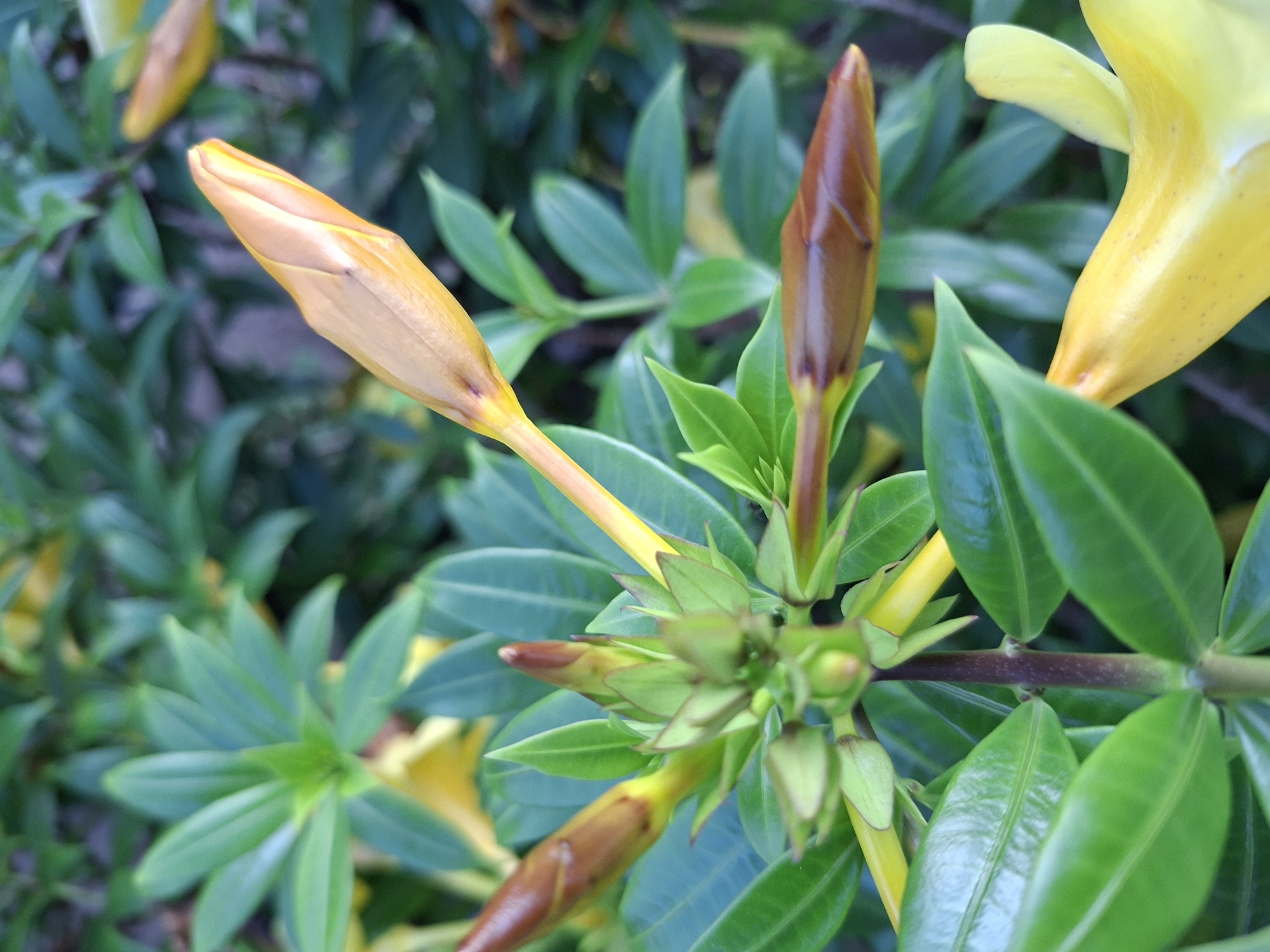 A close-up, vertical, eye-level shot shows a cluster of plant buds and leaves against a blurred green background. The central focus is on a vibrant green stem, which supports several green leaves and a few flower buds. One prominent bud, towards the upper right of the frame, is elongated and a muted orange-yellow color with hints of brown near its base. Another bud, positioned in the lower right, is a dark reddish-brown and appears more developed. Several smaller, green buds are also visible. The leaves are broad, ovate, and a deep, glossy green. In the background, more blurred green foliage and hints of yellow can be seen, suggesting other flowers or leaves. The lighting is natural, creating soft shadows and highlighting the textures of the buds and leaves. There are no people or discernible human activity in the image. The image was taken outdoors, in what appears to be a garden or natural setting.