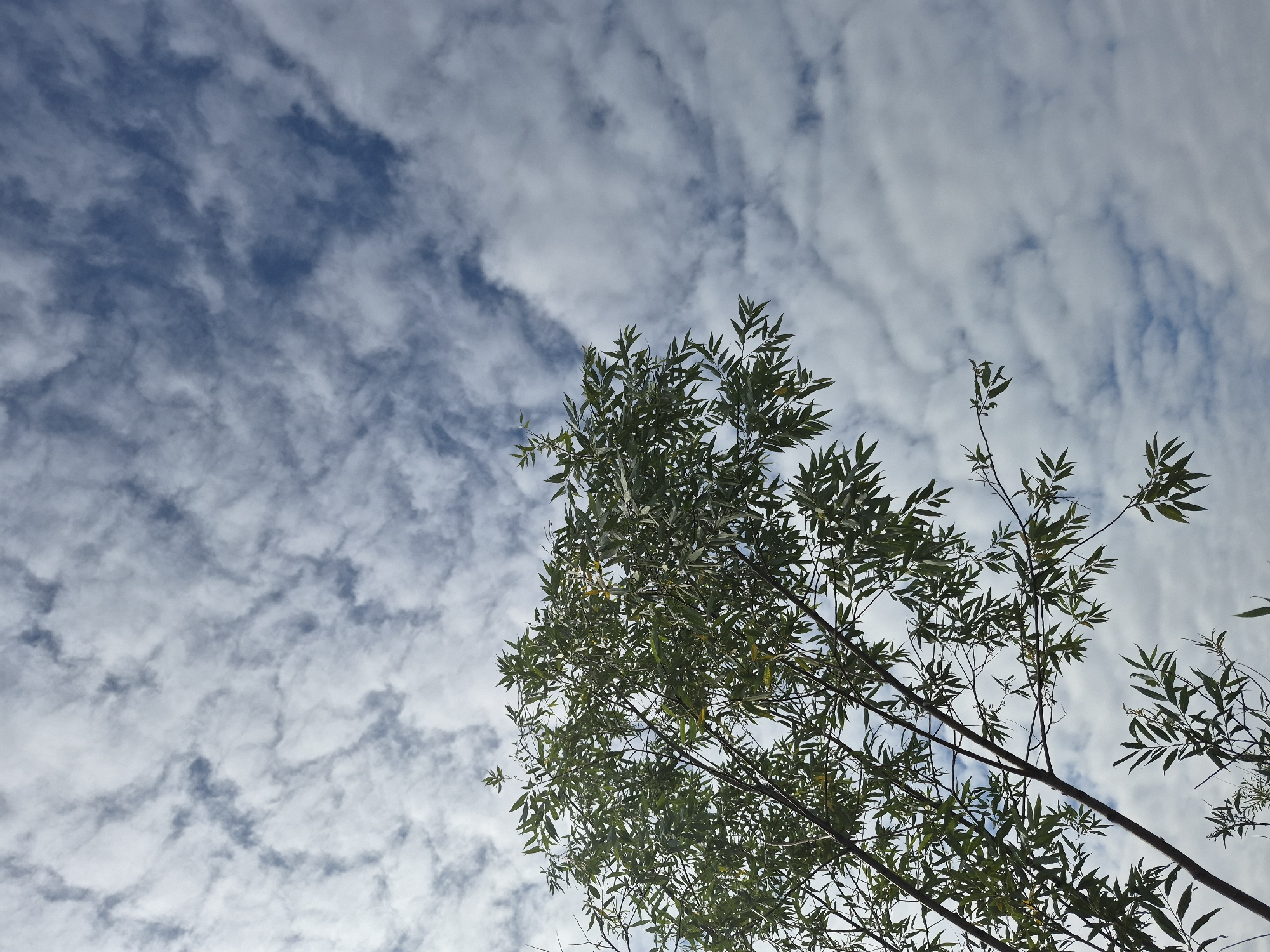 A low-angle, full shot captures the upper branches and foliage of a deciduous tree set against a partly cloudy sky. The tree, positioned in the lower left quadrant of the frame, extends upward and to the right, with its dark branches creating a delicate, almost skeletal pattern against the lighter sky. The leaves are a vibrant green, with a slightly blurred quality due to the distance and focus. The sky above is a striking mix of deep blue and soft white clouds that are textured and dispersed, creating a dynamic backdrop. There are no people or animals visible in the scene. The image evokes a sense of nature and openness, with the interplay of light and shadow on the clouds adding depth and visual interest. The specific location within Nyagan, Russia, is not discernible from the visual cues in the image itself.