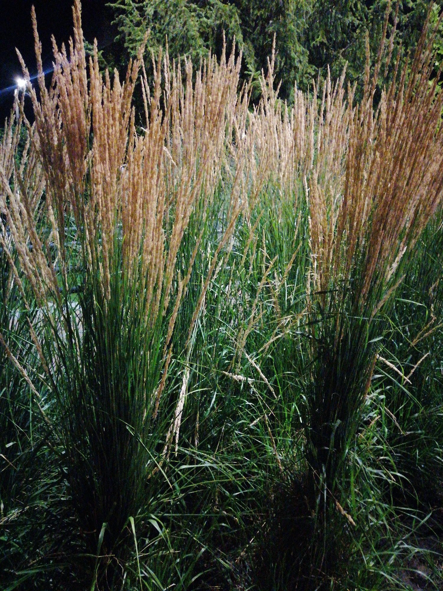 The image shows a dense clump of ornamental grass with feathery seed heads. The grass is illuminated by a light source, possibly a street lamp or floodlight, which casts shadows and highlights the textures of the plants. In the background, there are dark green trees and a dark sky, suggesting the photo was taken at night or dusk. The location is identified as Kremenchuk, Ukraine. There are no people or animals visible in the image.