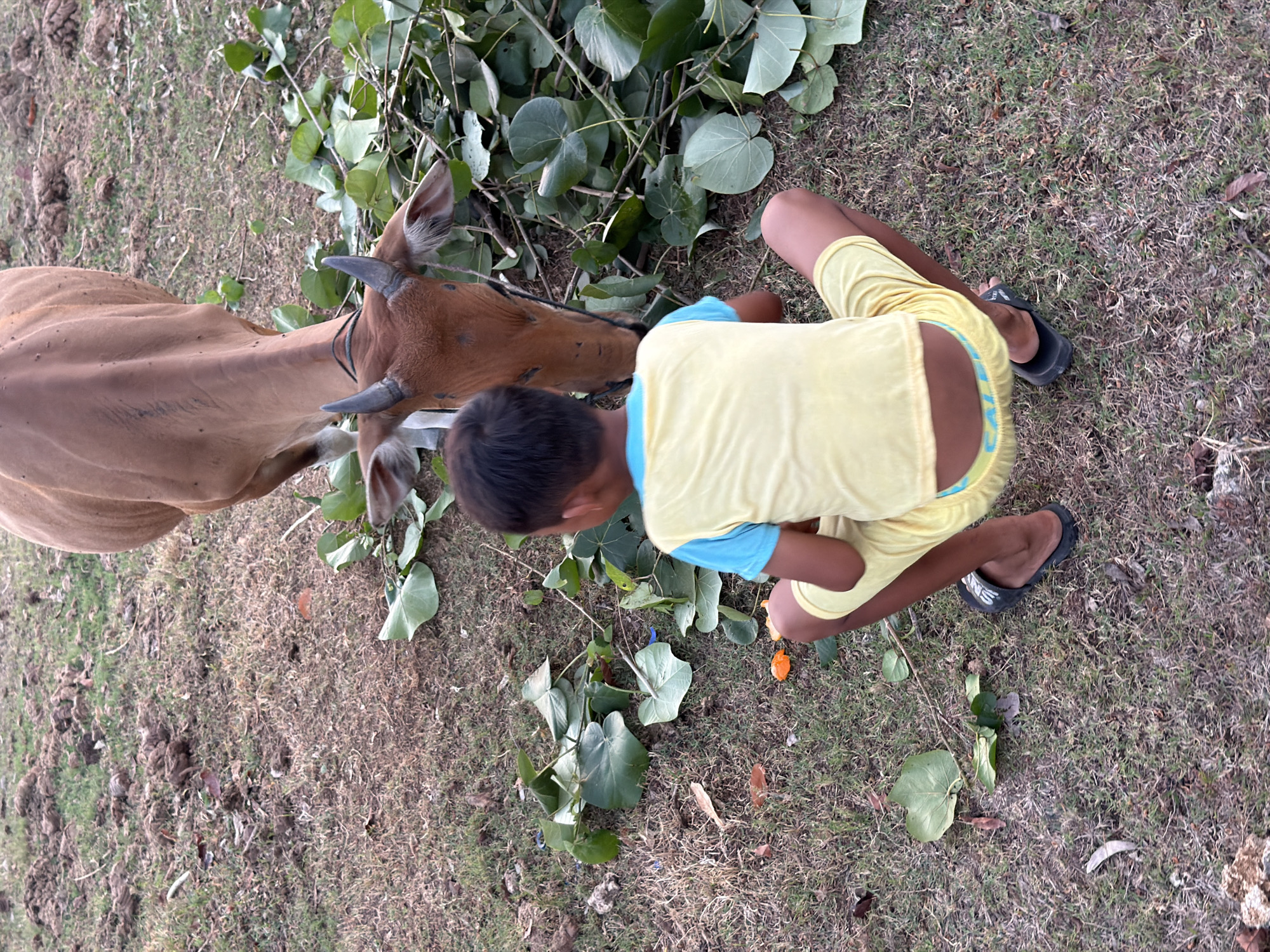 In Kuta Selatan, Indonesia, a young boy wearing a yellow t-shirt with blue trim and yellow shorts is squatting on dry grass. He is facing away from the camera, towards a brown cow that is eating a pile of green leaves. The cow has small horns and a rope around its neck. The ground is covered in dry grass, dirt, and some scattered leaves. The scene appears to be outdoors, possibly in a rural or undeveloped area.