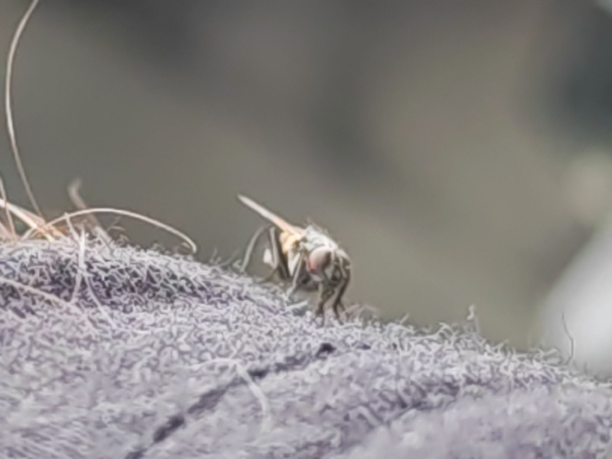 A close-up, macro photograph captures a fly with prominent compound eyes and wings resting on a textured, greyish surface, possibly fabric or dried vegetation. The background is blurred, creating a shallow depth of field that focuses attention on the insect. The lighting appears natural, casting subtle shadows. The image offers no contextual information regarding the location in Chapaevsk, Russia, or any human presence.