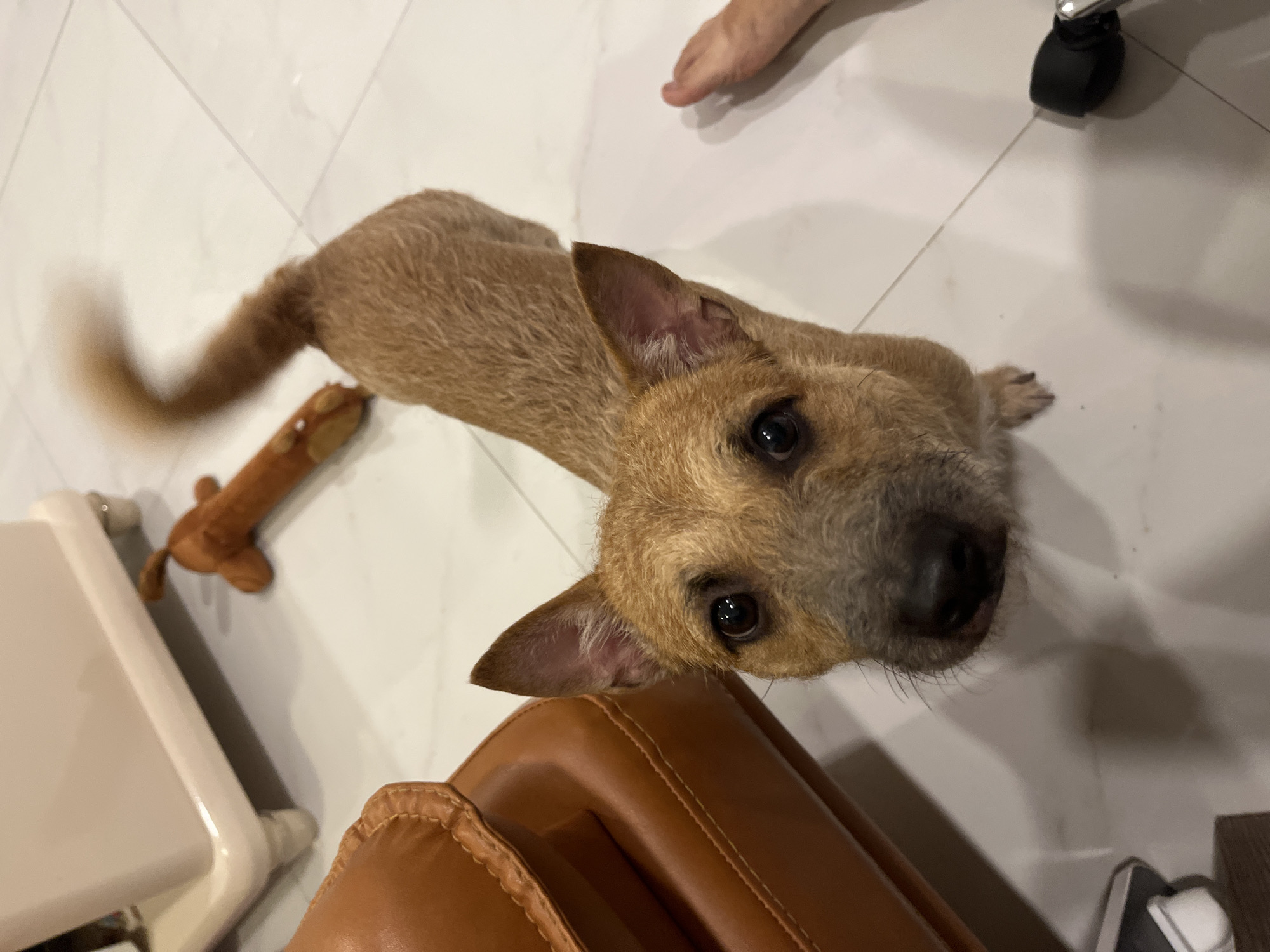A tan, short-haired dog is lying on a white tile floor, looking up at the camera. A brown, plush dog toy is near the dog's tail. Part of a brown leather chair is in the foreground. Part of a white chair and a rolling chair leg are also visible. A human foot is in the background. There are no indications that the image was taken in Bac Nha Trang Ward, Vietnam.