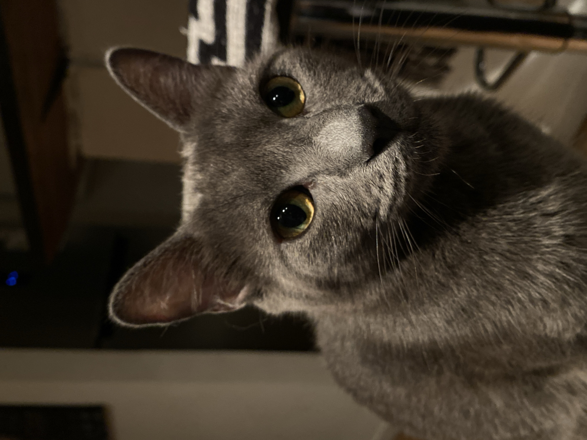 A gray cat with yellow-green eyes is captured in a close-up, slightly angled shot. The cat's head is tilted, with its ears perked up. The cat's fur appears soft and short, with subtle variations in tone. Some white and black stripes are visible in the blurred background.