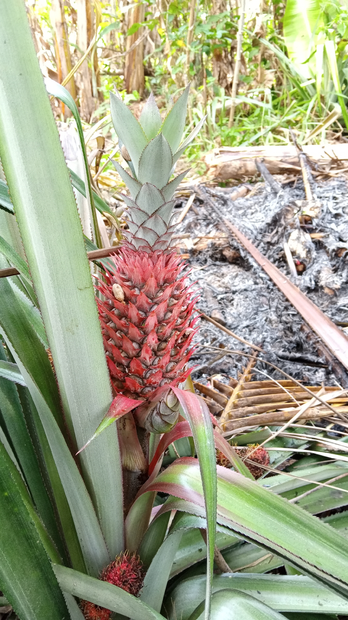 A close-up, eye-level, vertical shot captures a developing pineapple plant in Kebonbaru, Indonesia. The main subject is a vibrant, young pineapple with a red, conical fruit emerging from a crown of light green, pointed leaves. The fruit itself is covered in small, spiky scales. Surrounding the pineapple are long, broad, green leaves with serrated edges. In the background, a patch of scorched earth with gray ash and dry, brown debris suggests a recent fire. Beyond the ash, the environment transitions to dense, green foliage, with hints of banana trees and other tropical vegetation. The lighting is natural, indicating an outdoor setting during daylight hours. There are no people or animals visible in the frame.
