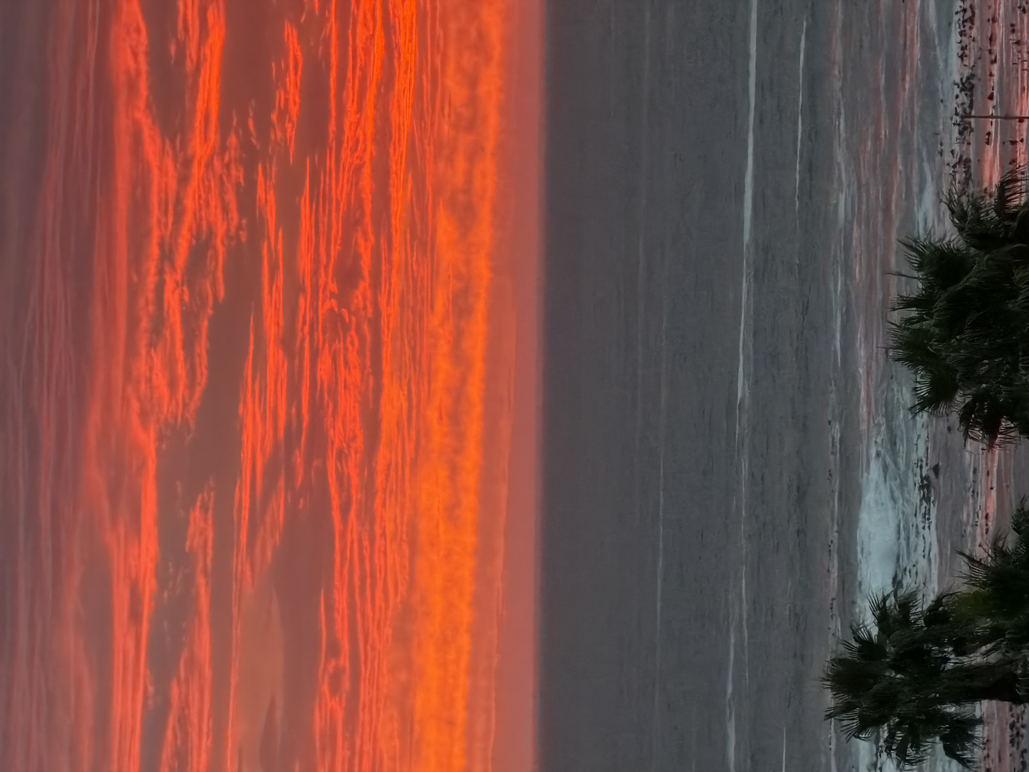 The image depicts a beach scene at sunset, possibly in Cape Town, South Africa, given the palm trees and overall aesthetic. The left side of the image is dominated by a fiery orange and red sunset, with vivid, textured clouds. The right side shows the ocean, with the waves appearing as streaks of white against the darker water. Palm trees are visible on the far right of the image, adding a tropical element to the scene. The sky and ocean meet at the horizon, creating a distinct separation between the vibrant sunset and the darker sea. There are no people visible in the scene. The environment is dominated by natural elements – the sky, sea, and vegetation. The interaction is between these natural elements, specifically the sunset reflecting on the water.
