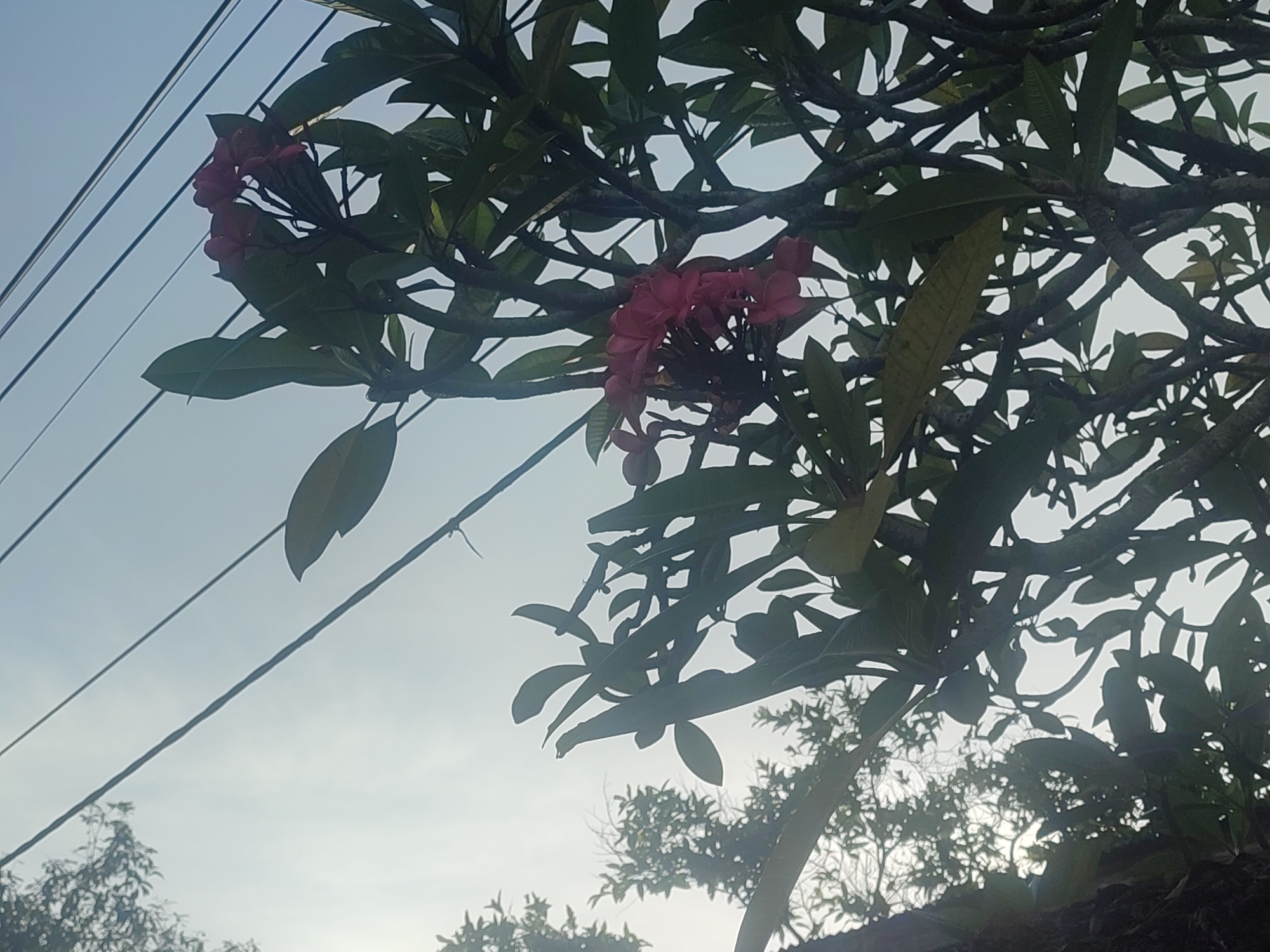 The photograph, taken in Pantonrayeuk Satu, Indonesia, shows a close-up view of a tree with dark green leaves and red flowers. Electrical wires are visible in the upper left corner of the frame, crossing diagonally against the light blue sky. The lower portion of the image reveals other trees with smaller leaves in the background, silhouetted against the bright sky. The focus is primarily on the tree branches and flowers in the foreground, creating a sense of depth in the image.