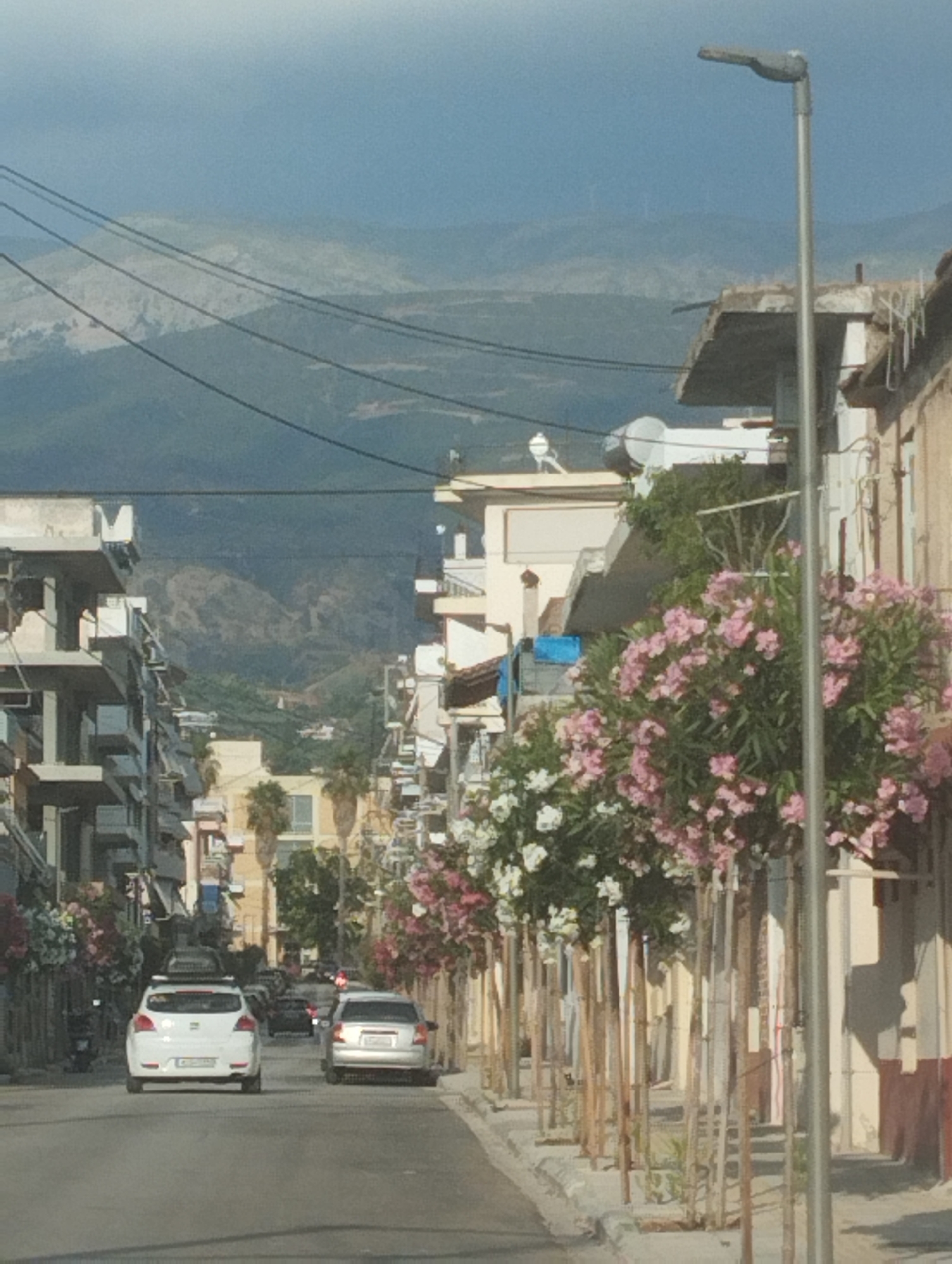 The image depicts a street scene in a town, likely in a Mediterranean climate, based on the architecture and vegetation. The perspective is from a vehicle driving down a road. Buildings line both sides of the street, with multiple stories and balconies. Several cars are visible on the road, including a white hatchback in the foreground with a roof rack, and a silver sedan behind it. Other vehicles are further down the street, some appearing to be parked.
The street is flanked by sidewalks and decorative trees and shrubs, some adorned with vibrant pink and white flowers, which suggest it is springtime or summer. The trees are staked, indicating they are either newly planted or being cultivated. A street light stands prominently on the right side of the image. In the background, mountains rise up, their slopes covered in green vegetation and rocky outcrops, under a hazy blue sky. The lighting suggests it is daytime, possibly late morning or early afternoon, with the sun casting shadows. The overall mood is one of a typical day in a residential or commercial area, with the natural landscape providing a scenic backdrop. There is no visible text in the image.