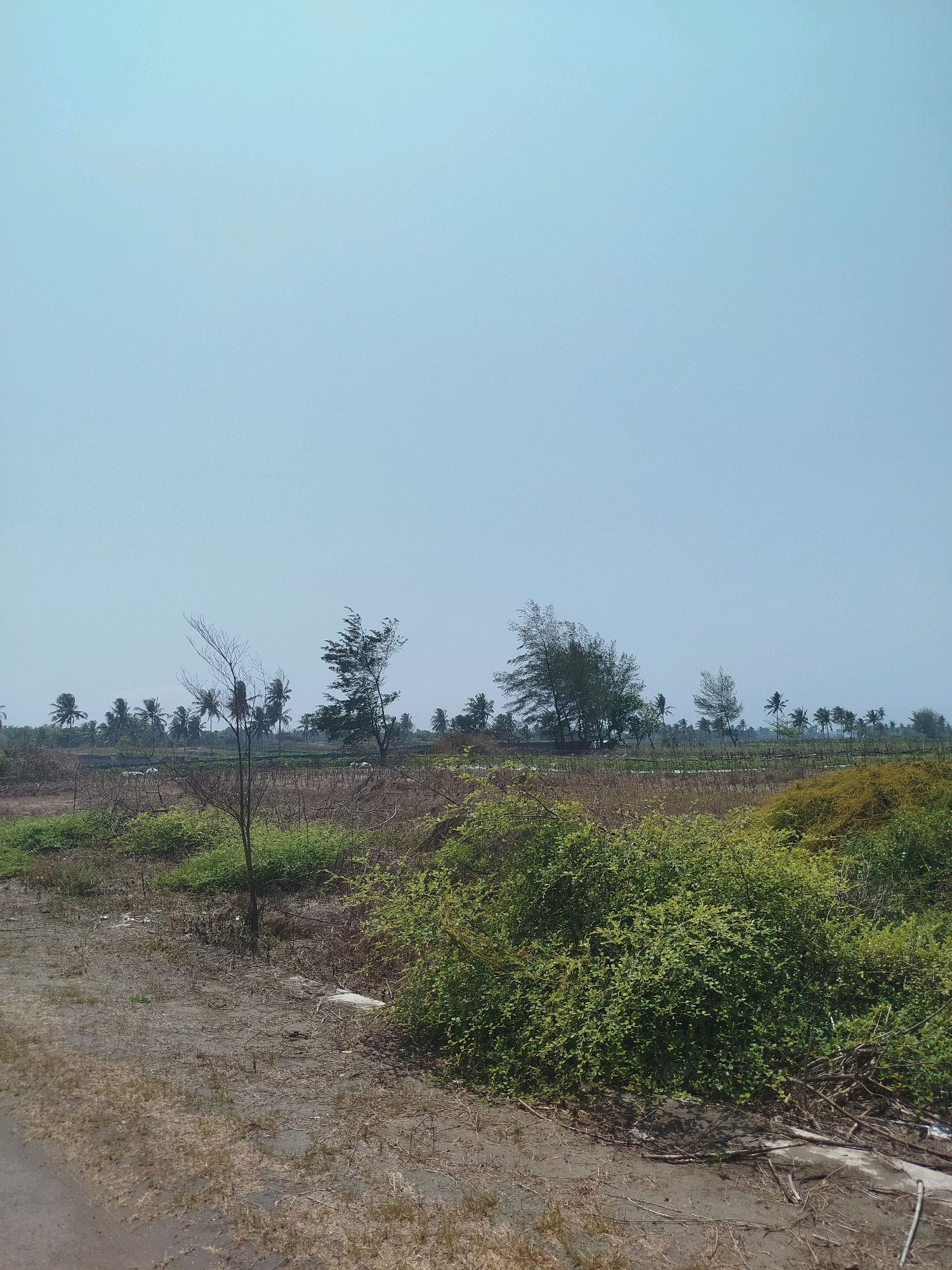 The image depicts an outdoor scene in Setrojenar, Indonesia, characterized by a vast, pale blue sky dominating the upper portion of the frame. The lower half of the image is filled with a landscape featuring dry, sparse vegetation and a dirt path or road in the foreground on the left. A dense patch of vibrant green bushes occupies the right foreground, with dry branches and debris scattered around its base. In the mid-ground, a field of somewhat withered crops or low-lying plants is visible, with a visible horizontal line that could be a fence or irrigation system. Several trees, including coconut palms and other taller species, are scattered across the horizon, with some appearing wind-swept. There are no people or animals clearly visible in the frame. The overall impression is one of a rural or undeveloped area under a clear sky.