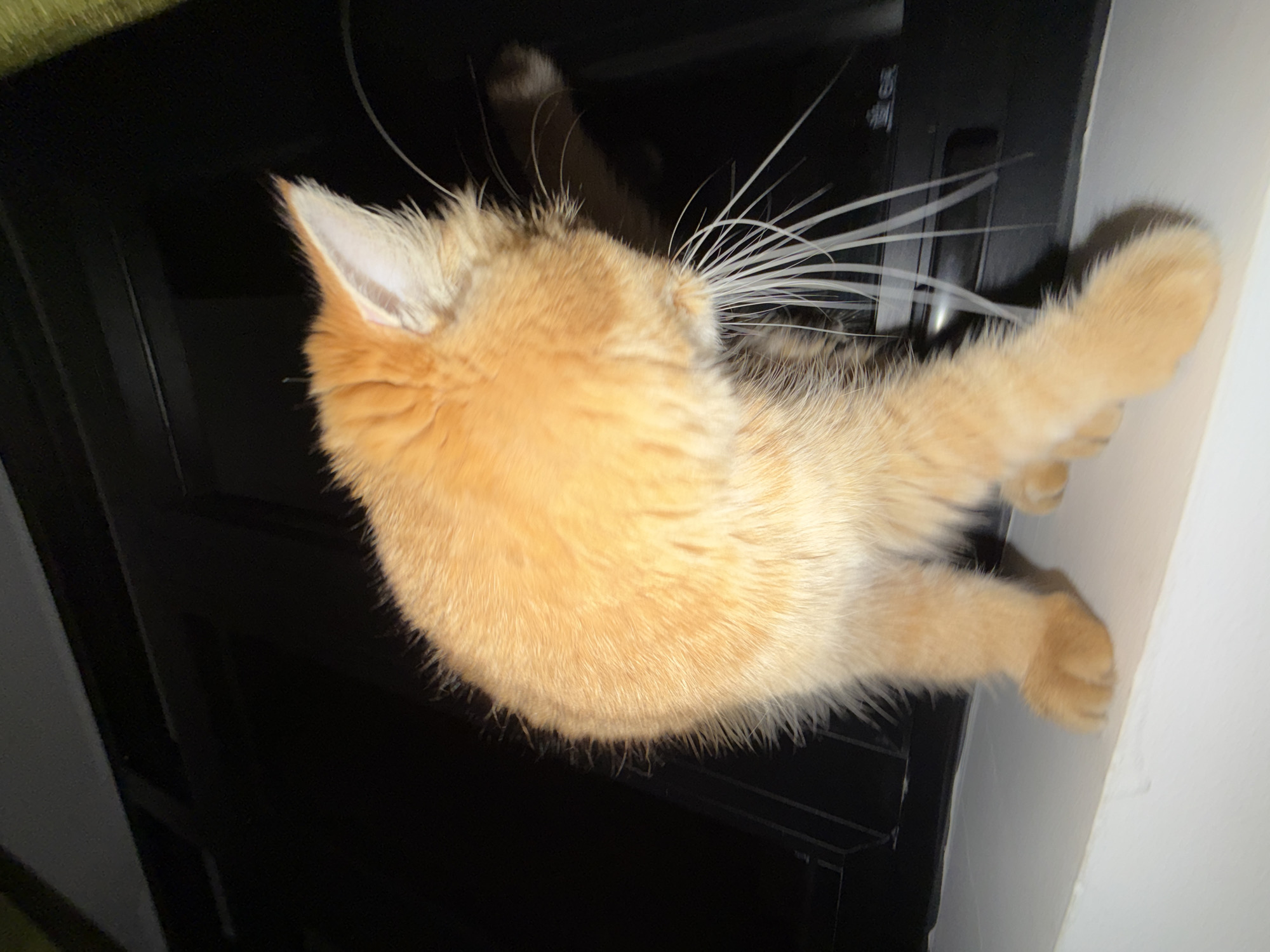 An orange tabby cat lies on top of a black surface with long white whiskers, appearing to be grooming or stretching. The cat's head is turned slightly away from the camera, showing one ear. A white wall is visible on the right side of the frame. The surrounding environment appears dark.
