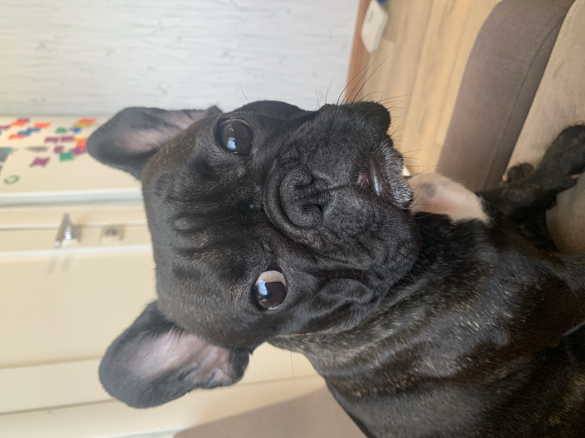 A close-up, eye-level shot shows a black French Bulldog sitting on a brown chair. The dog's face is the primary focus, with its large, dark eyes looking directly at the camera. Its ears are perked up, and its mouth is slightly open, revealing a bit of its tongue and teeth. The dog has a black coat with some gray brindle markings on its neck and chest. The background is blurred, but it appears to be an indoor setting with a light-colored wall and a door in the distance. There are some colorful decorations on the wall, possibly magnets or drawings. The flooring is wooden. There are no people visible in the image. The scene is likely a home interior in the city of Oktyabrsky, Russia, given the provided context, though no specific landmarks or identifying features of the city are present.