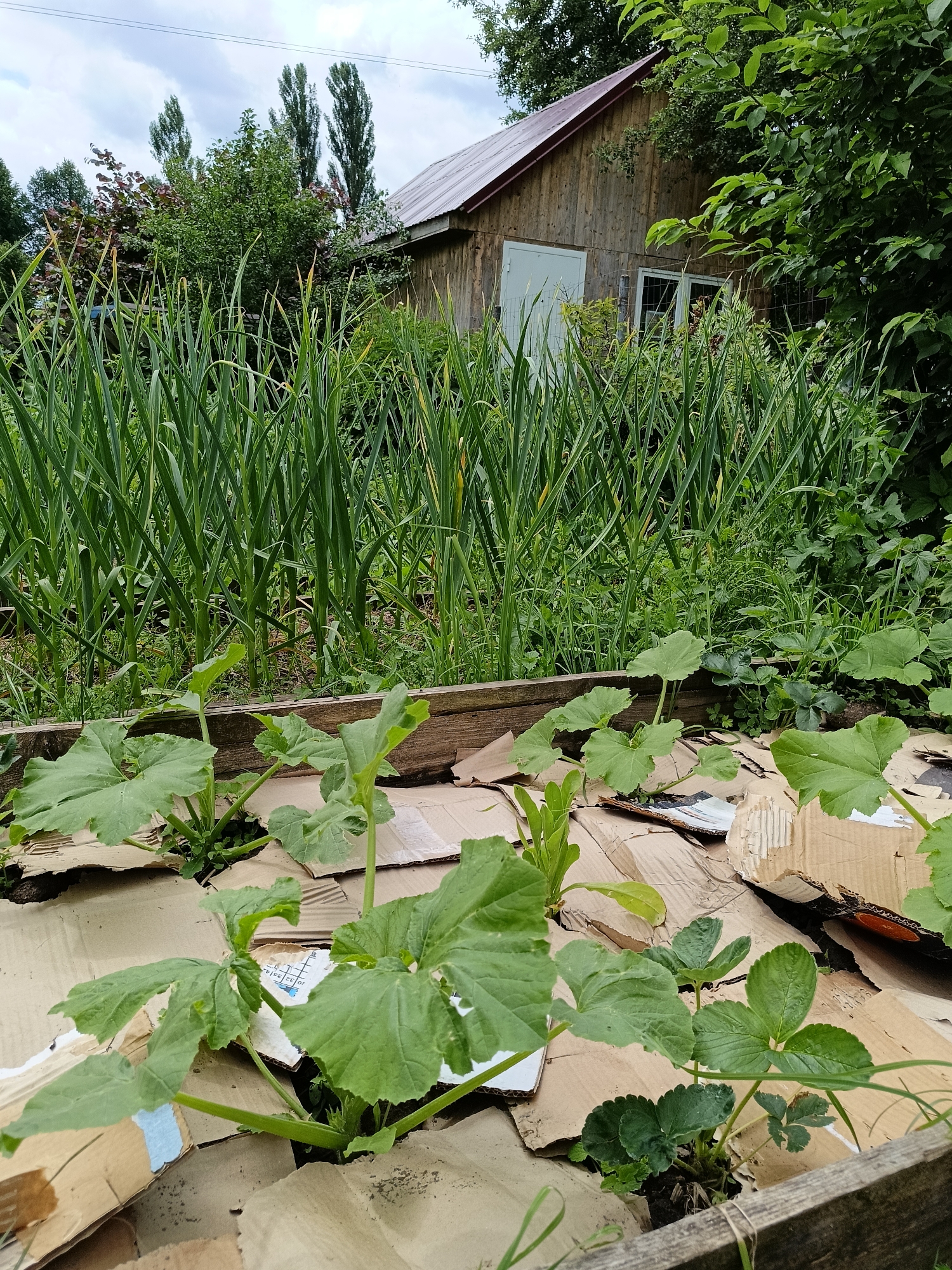 In Lagovskoe, Russia, a raised garden bed is visible in the foreground, covered with cardboard. Young zucchini plants with large, green leaves are growing through holes in the cardboard. Behind the raised bed, a dense patch of tall, green garlic plants is evident. In the background, a rustic wooden building with a red roof stands partially obscured by lush green trees and foliage. The sky above is overcast.