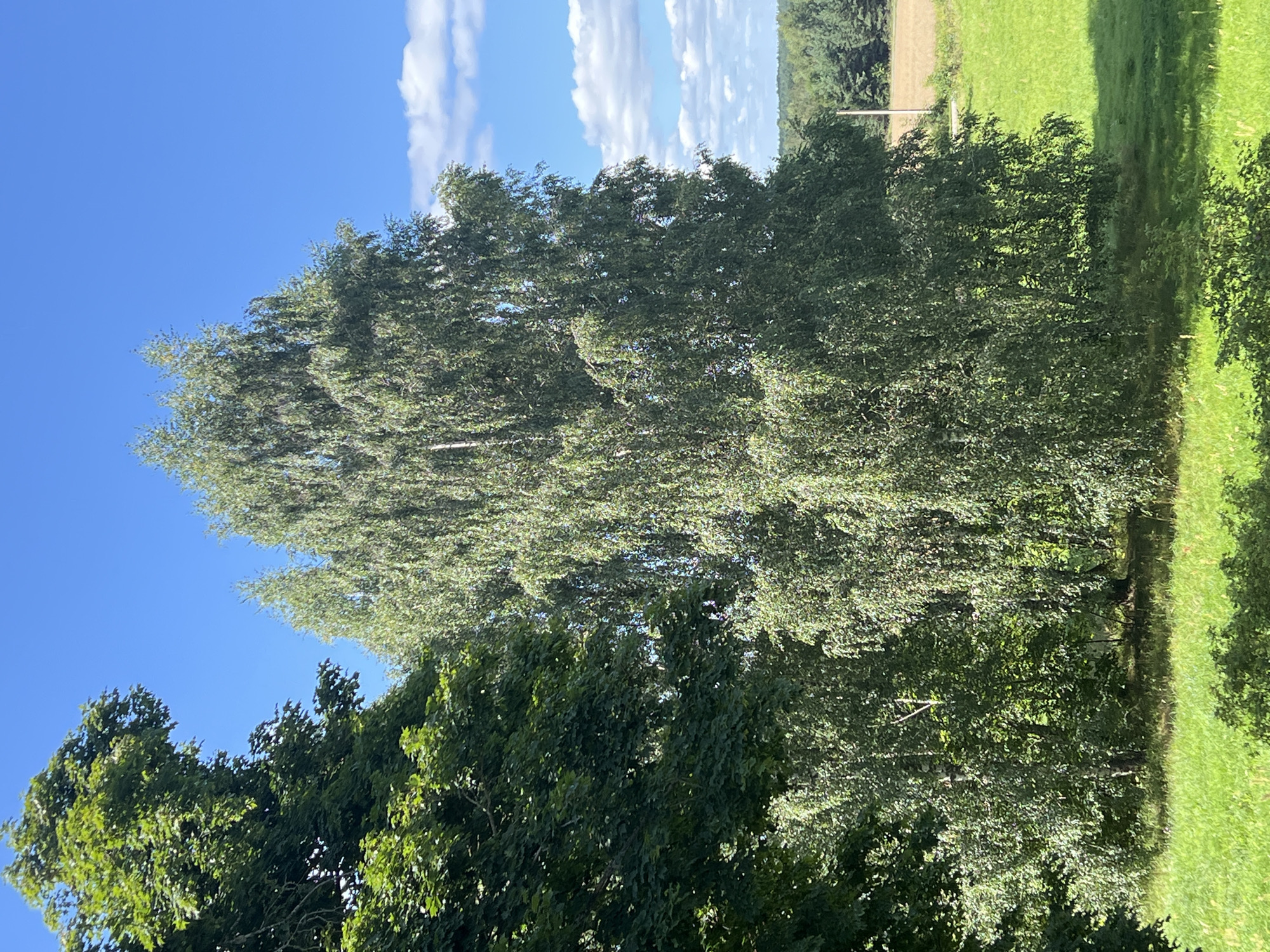 This is a vertical, eye-level, medium shot of a grove of birch trees on a sunny day. The trees are in full foliage, with their branches and leaves creating a dense canopy. The sky is a clear blue with a few scattered white clouds. In the background, there is a field of green grass, and beyond that, a line of darker green trees. The image appears to have been taken from an elevated position, possibly a second-story window or a hill overlooking the area. The overall impression is one of a peaceful, rural landscape in Norviliškės, Lithuania.