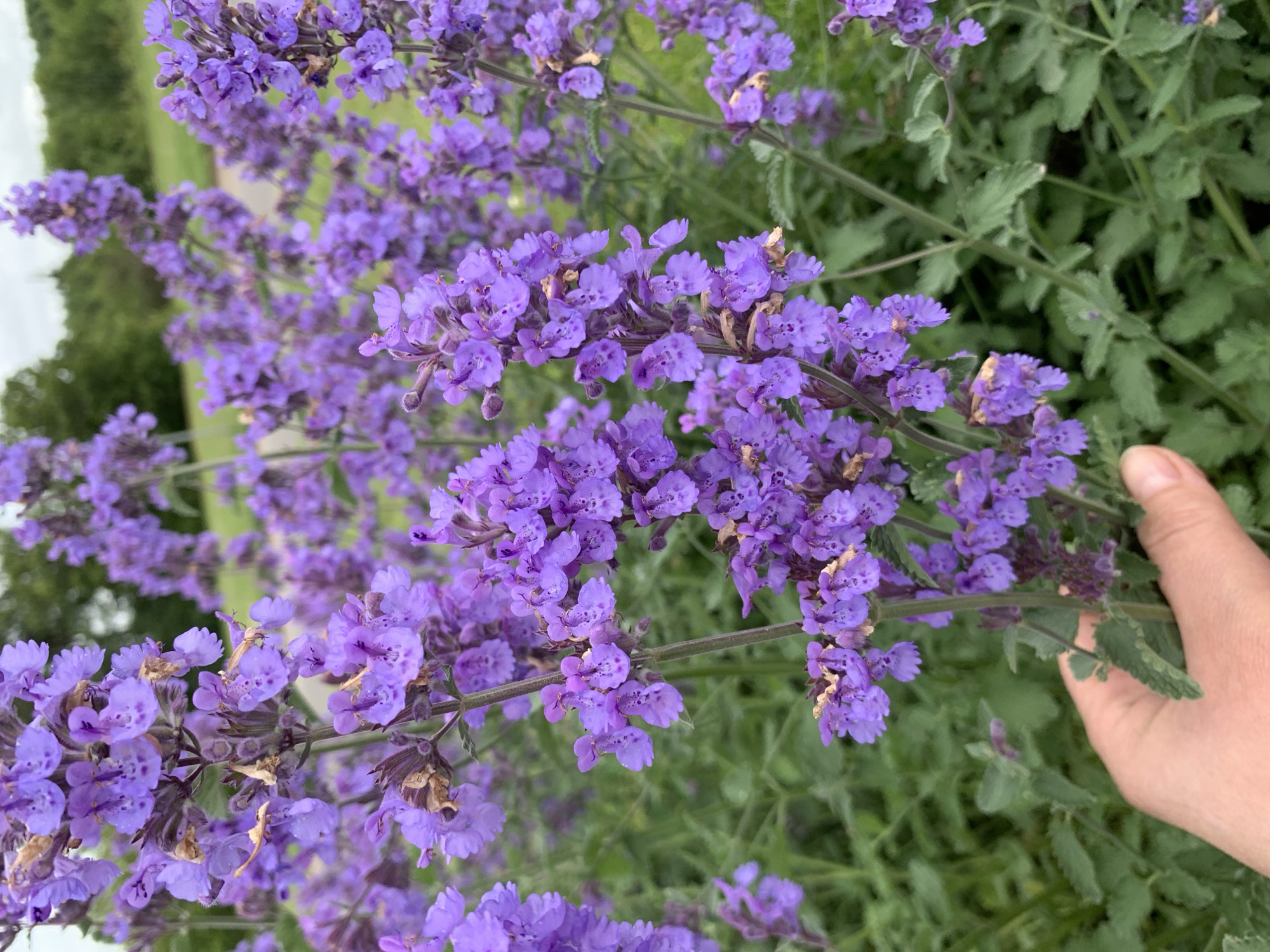 A hand is holding a cluster of purple flowers in an outdoor setting with lush green foliage and a blurred background of trees and a cloudy sky. The flowers are small, tubular, and grow in spiky arrangements on tall, slender stems. Some of the flowers have delicate purple markings. The hand is light-skinned and appears to be gently cradling the stems. The overall scene suggests a natural, possibly rural or park-like environment within Дзешчанскі сельскі Савет, Belarus.