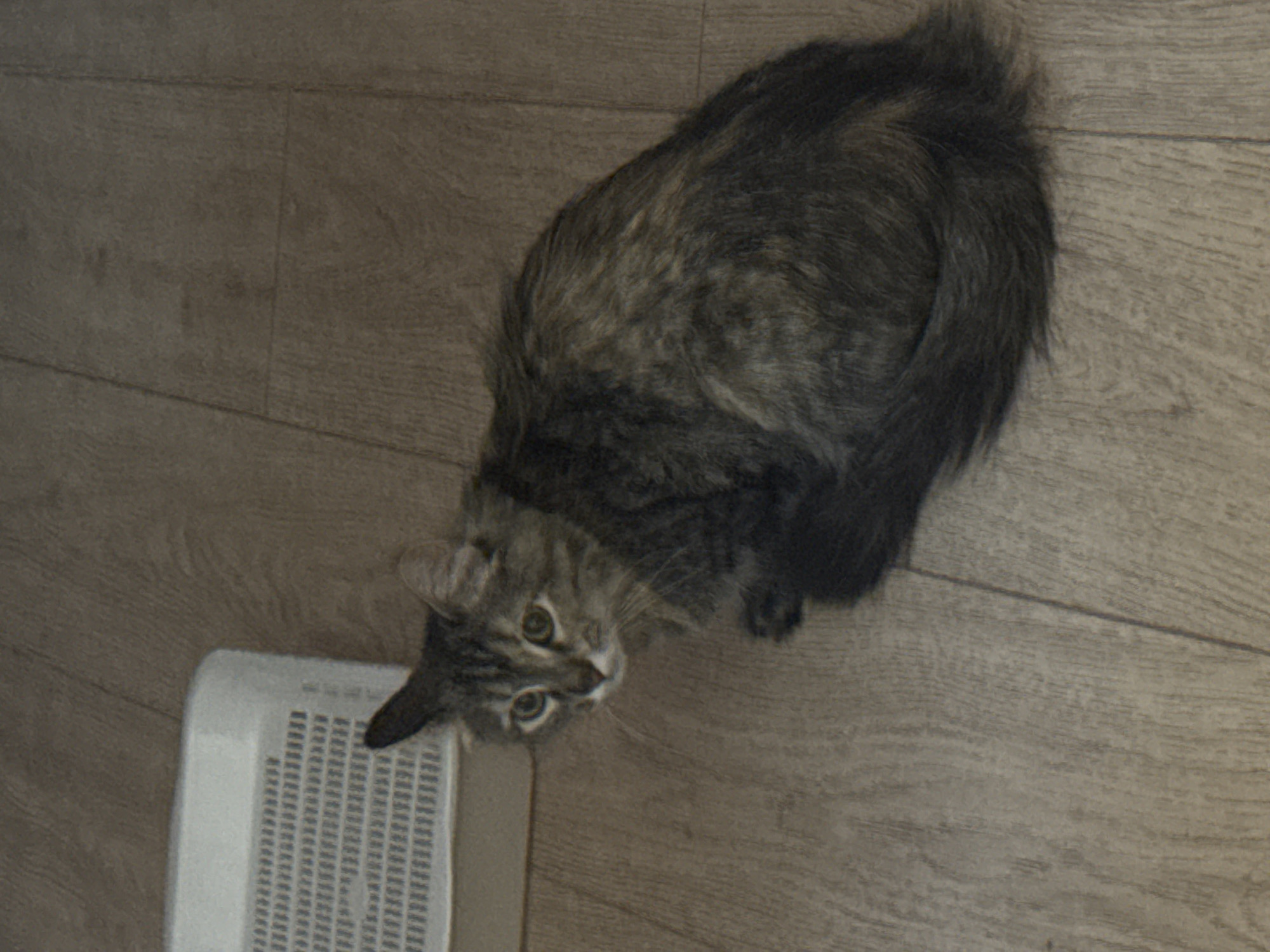 A medium-haired, tabby cat is sitting on a light brown wooden floor, next to a white plastic litter box. The cat is looking to the left with wide, alert eyes. Its fur is a mix of grey, brown, and black. The litter box has a perforated top. The background is a plain wall, slightly out of focus. The scene is indoors.