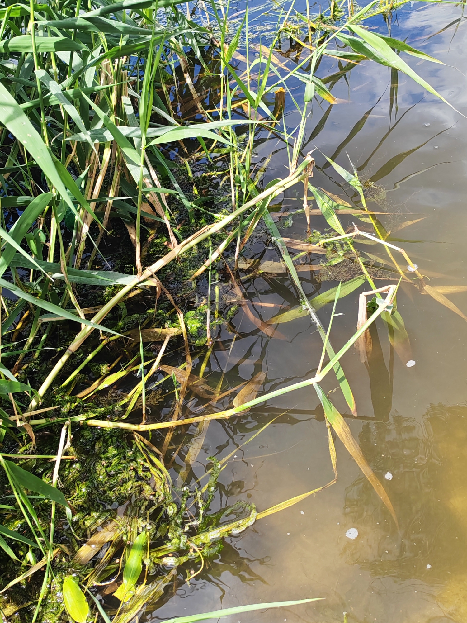 The image shows a close-up view of the edge of a body of water, likely a pond or slow-moving river, in Krutinskii, Russia. Tall, green reeds and grasses dominate the left side of the frame, with some dry, brown stalks interspersed. These plants are partially submerged in murky, brown water that reflects the sky, creating streaks of light and shadow. Patches of bright green algae are visible clinging to the submerged vegetation and the muddy bottom. The water is calm, with a few small bubbles and ripples on the surface. The overall impression is of a natural, uncultivated waterside environment. There are no people or animals visible in the image.
