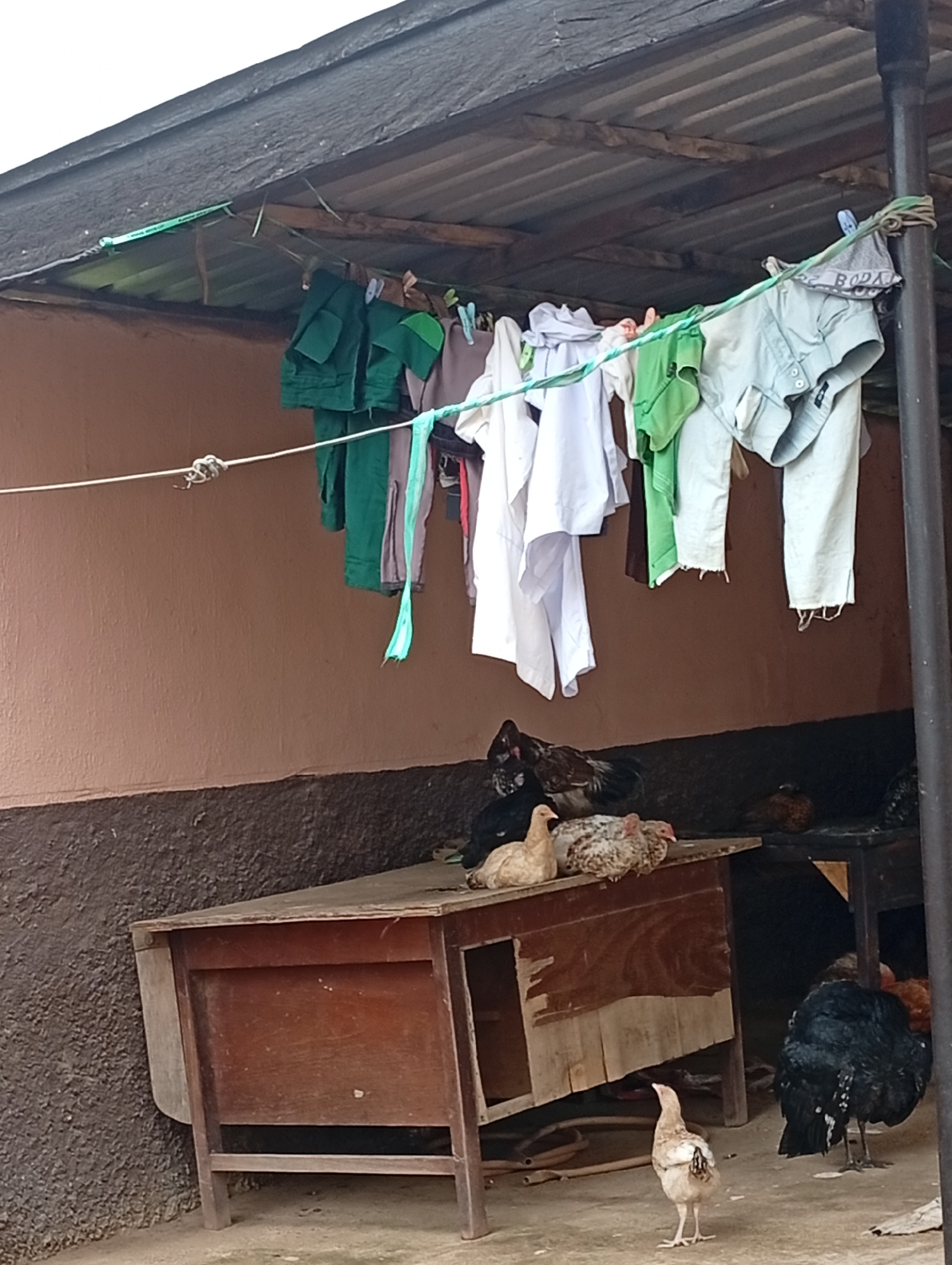 This image depicts an outdoor scene in Rafin Par, Nigeria, under a corrugated metal roof supported by wooden beams and a dark-colored pole. A clothesline is strung across the scene, holding various garments, including green shirts, white shirts, and light-colored pants. Some of the clothing appears to be partially unraveled or frayed. Below the clothesline, a reddish-brown wooden structure resembling a table or enclosure sits on a concrete floor. Several chickens are present: two light-colored chickens are near the wooden structure, and a larger black chicken is visible to the right, partially obscured. Another chicken stands facing away from the camera in the foreground. The background wall is a textured, reddish-brown color. The overall impression is one of a domestic, somewhat unkempt outdoor living space.