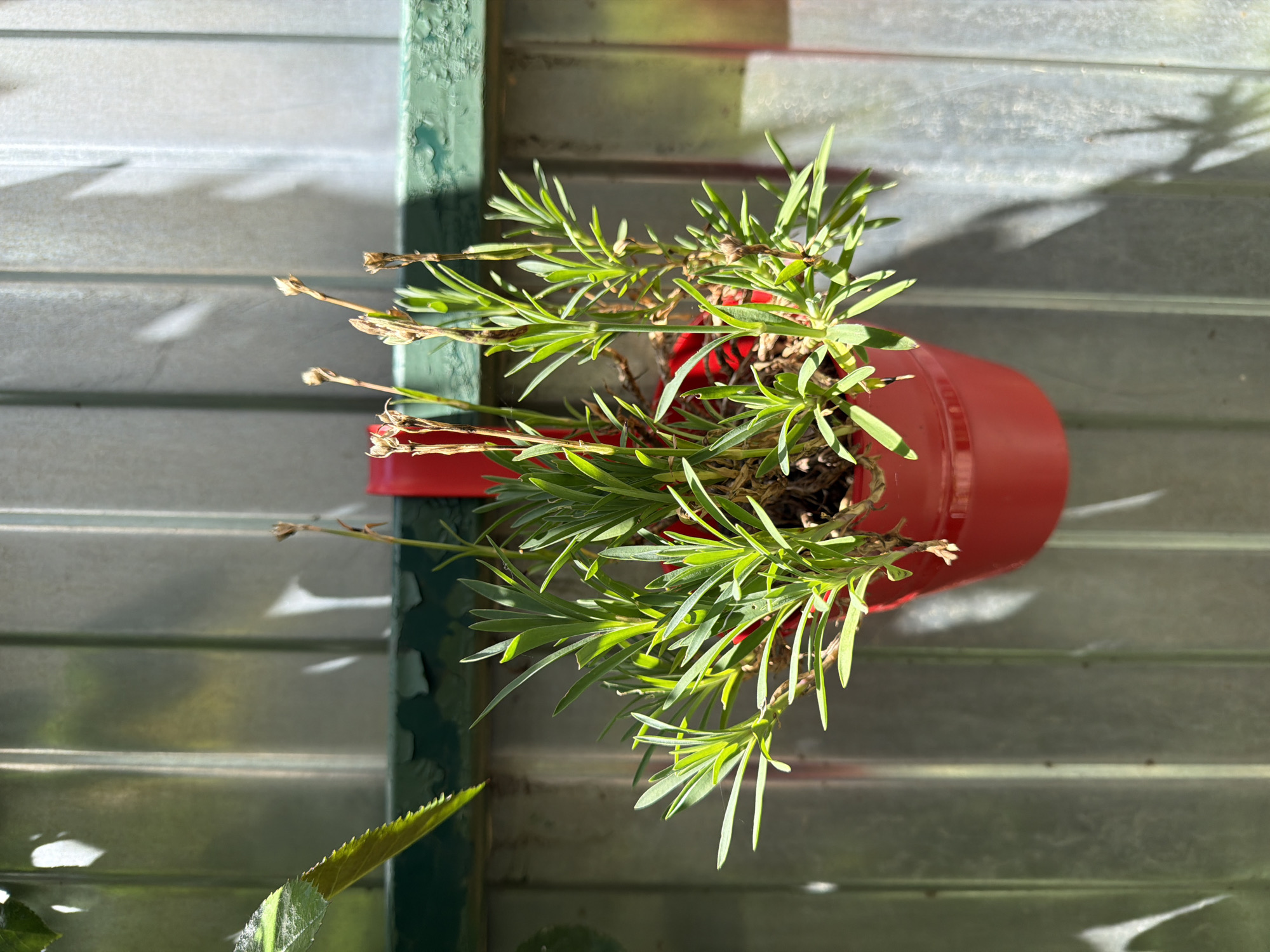 In Krasnaya Polyana, Russia, a vibrant red pot holds a small plant with numerous thin, green leaves and several dried, brown stems. The pot is suspended against a grey, corrugated metal fence. A green ledge with peeling paint runs horizontally across the top of the fence. Sunlight casts dappled shadows from the plant and surrounding foliage onto the fence. To the left, a green leaf with serrated edges is visible, partially obscuring the fence. The scene is outdoors and appears to be during daylight hours.