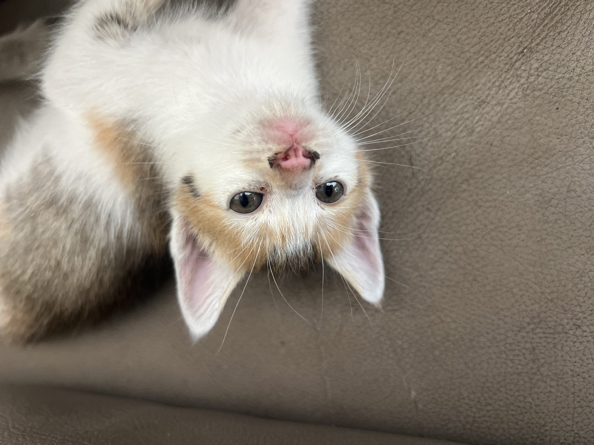 A close-up, high-angle shot shows a calico kitten lying upside down on a brown textured surface. The kitten's face is centered in the frame, with its eyes open and focused towards the viewer. The kitten has white, orange, and light brown fur. Its nose is pink with small dark markings, and it has white whiskers. The background appears to be a brown surface, possibly leather or vinyl. There is no indication of the location or the city of North Kuta, Indonesia in the image.