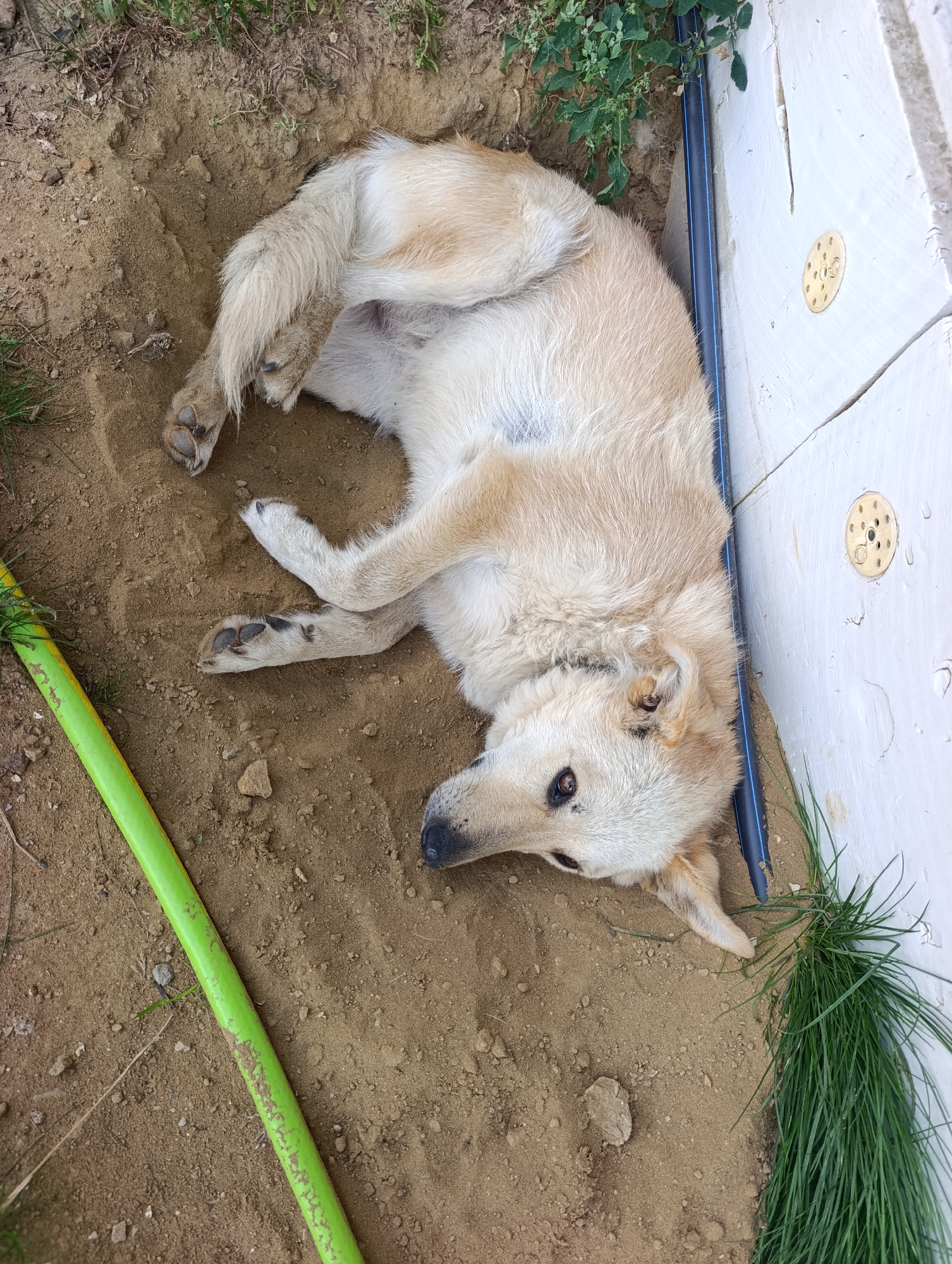 A light-colored dog is lying on its side in a shallow depression of dirt, next to a white structure and a green hose. The dog's eyes are open, and its head is turned towards the camera. There is a blue pipe running along the white structure. Green grass is visible in the lower right corner of the image. The scene appears to be outdoors, possibly in a yard or garden. The location is Ivanovks, Russia.